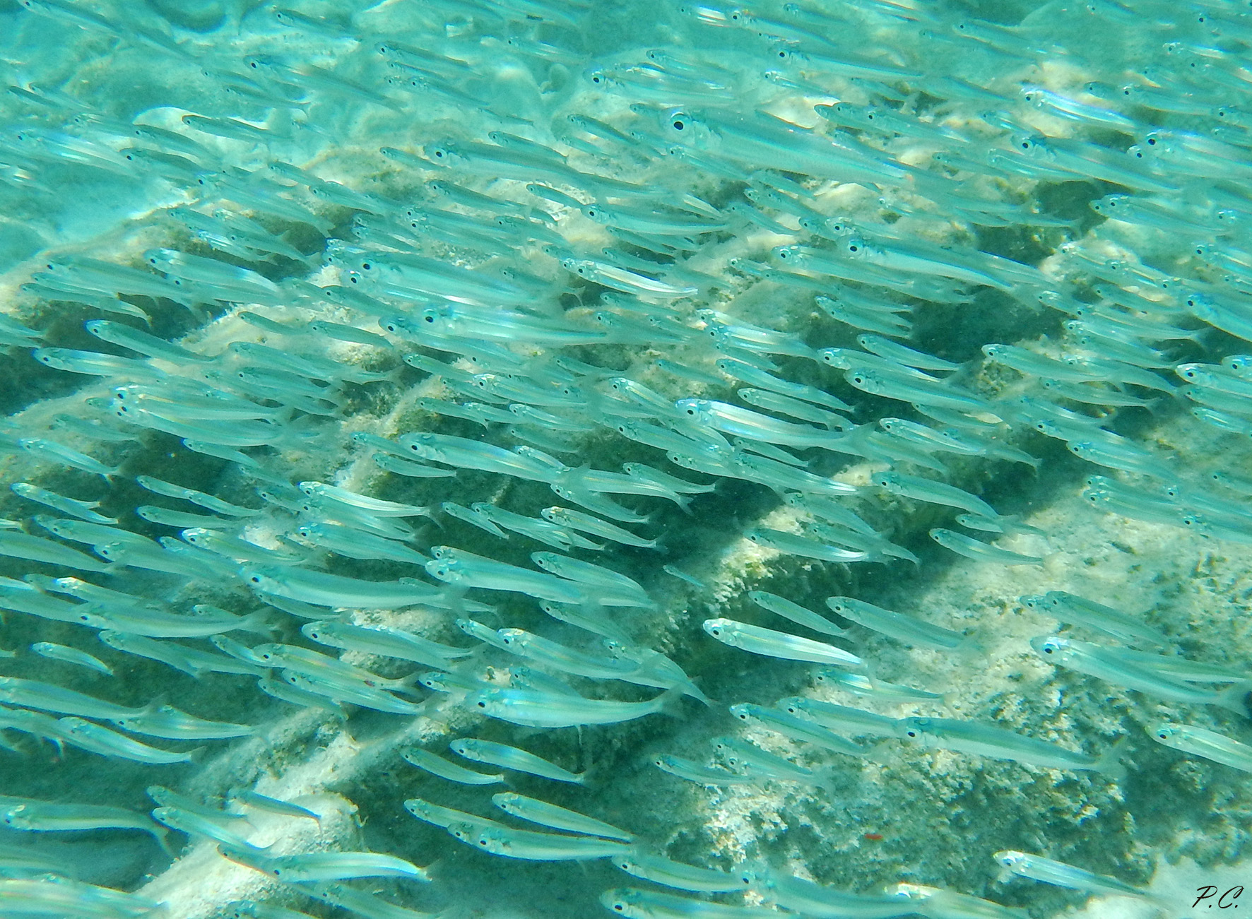 In a sea of ??lactose