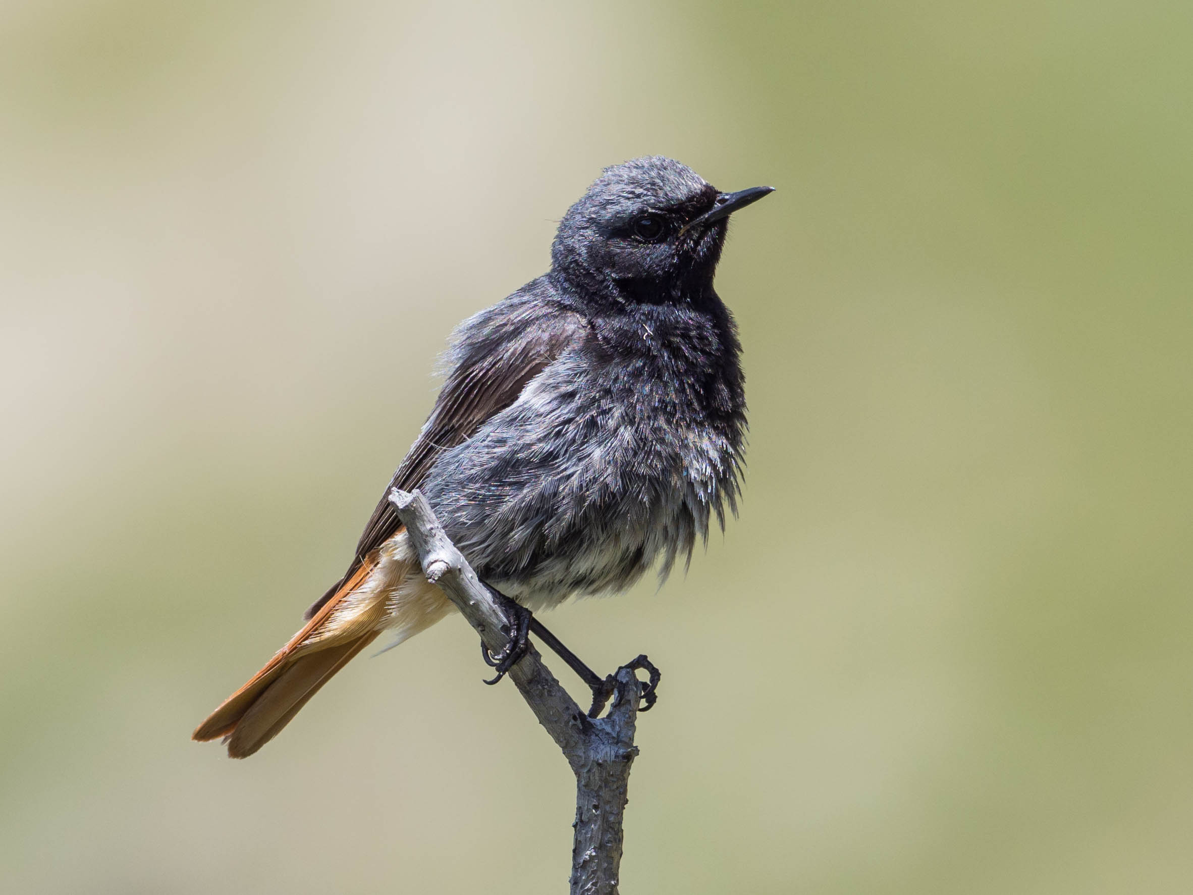 Codirosso Spazzacamino