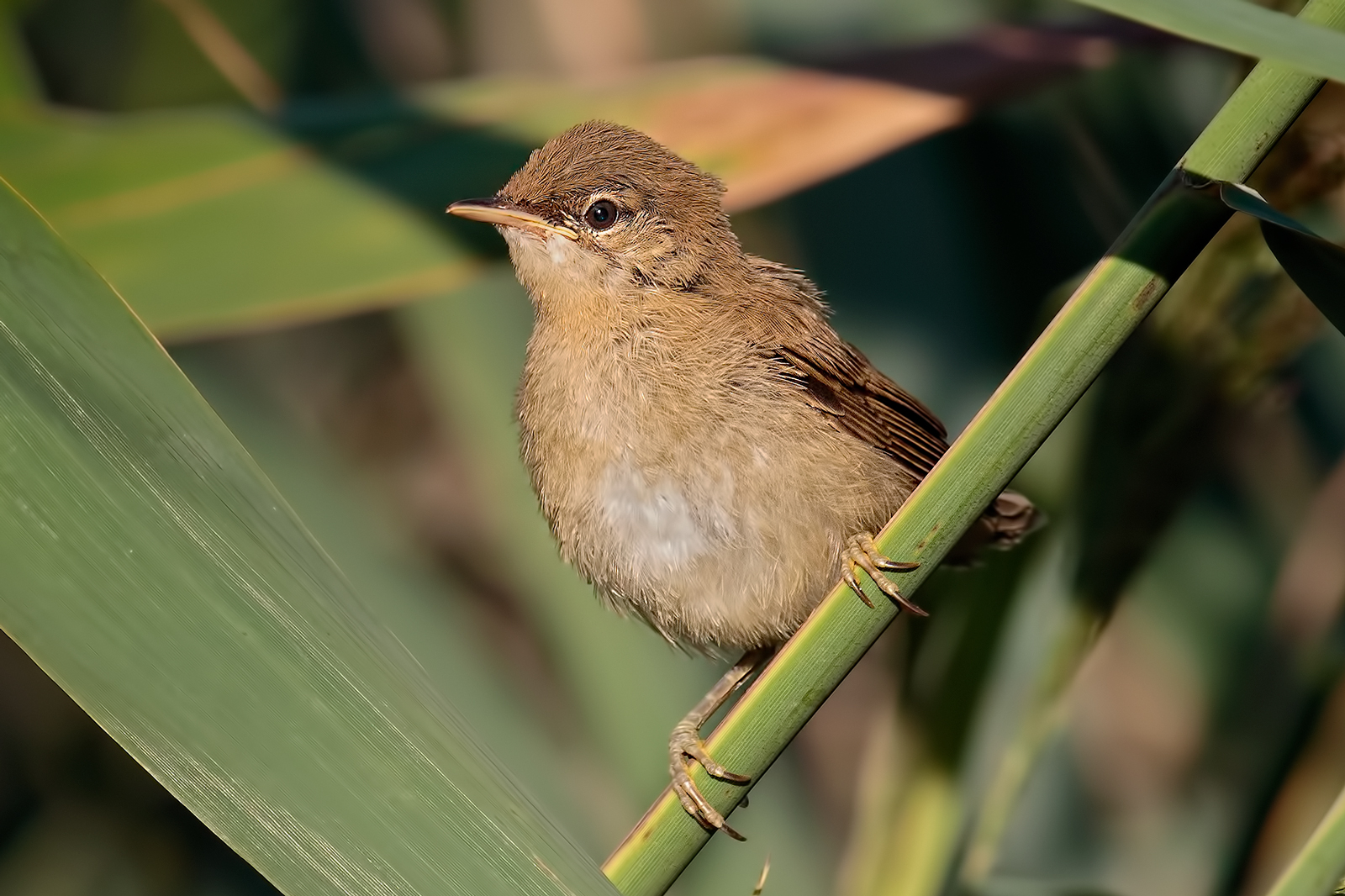 Reed warbler