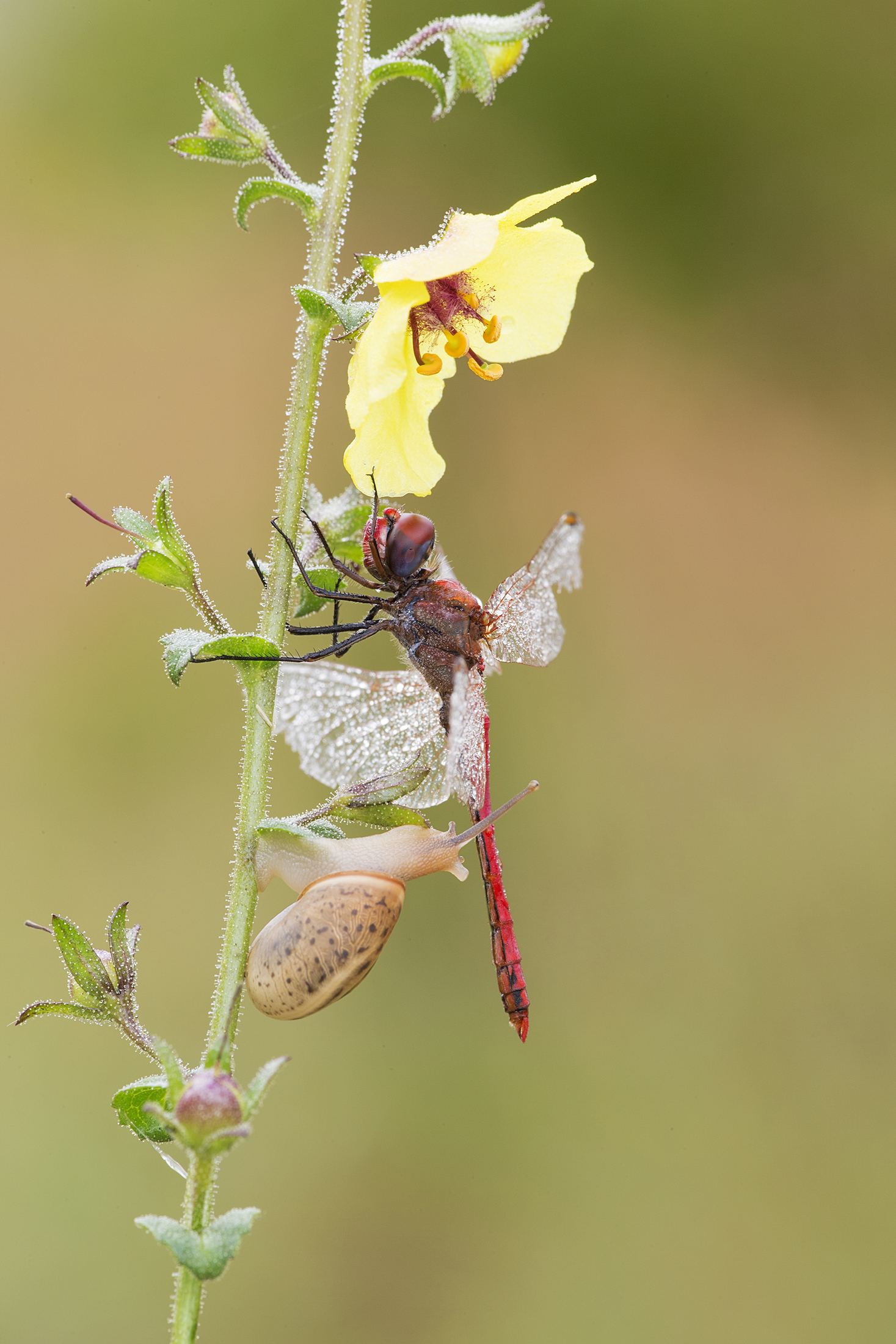 Sympetrum con chiocciola
