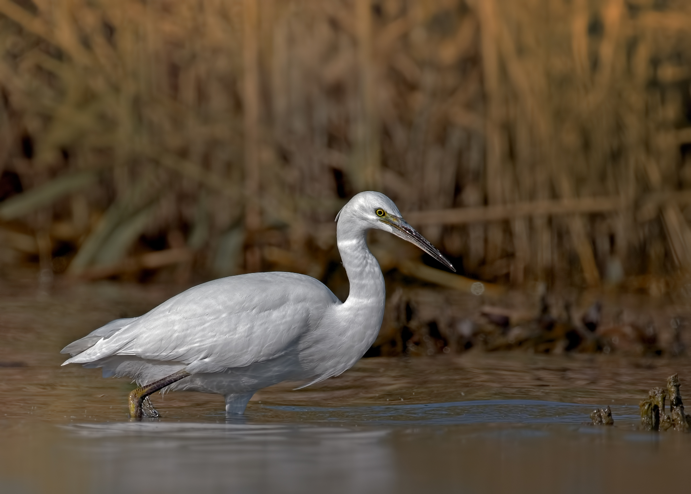 Garzetta (Egretta garzetta)