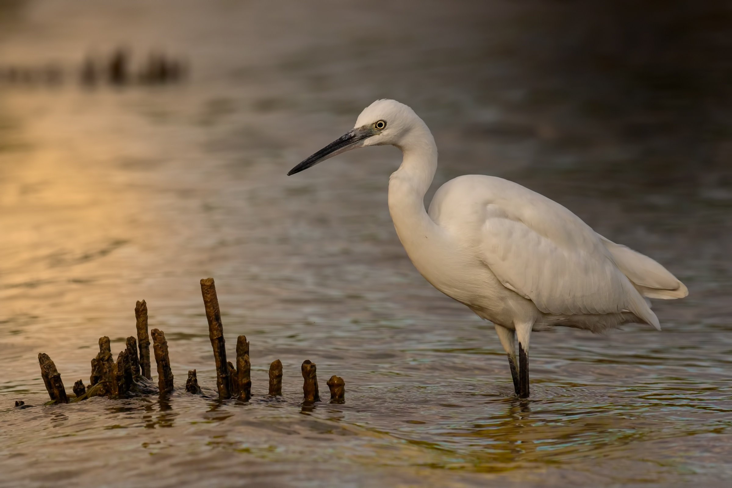 Garzetta (Egretta garzetta)