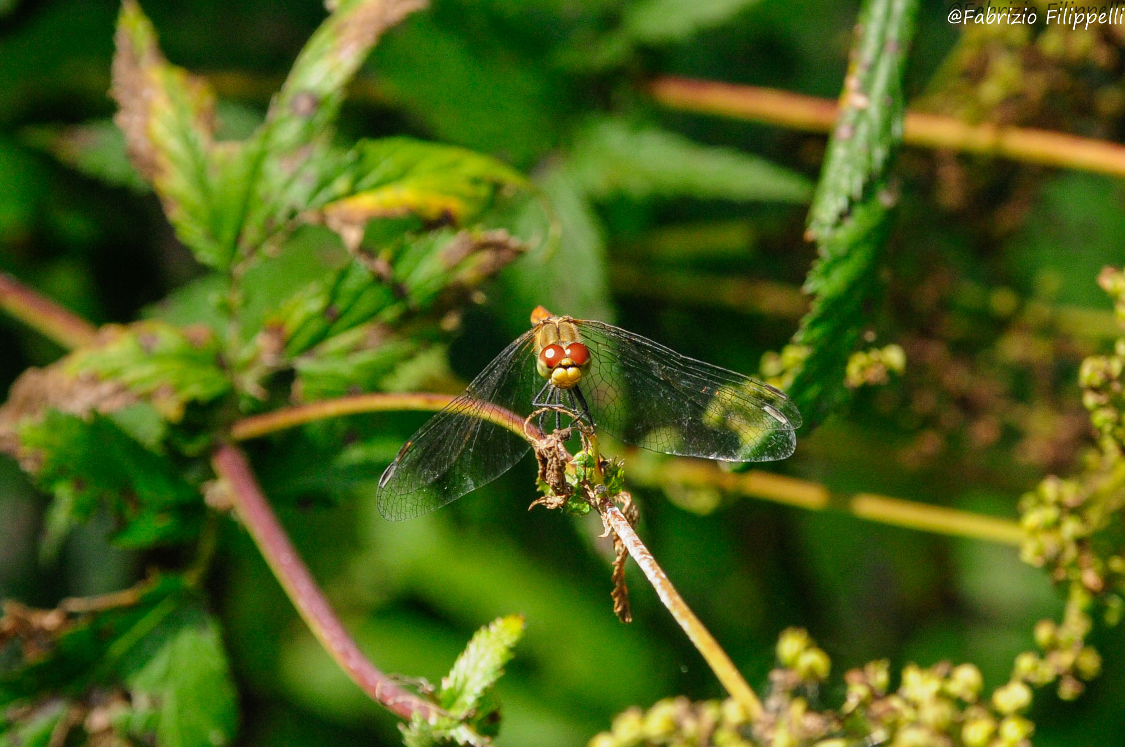 Libellula cannaiola...