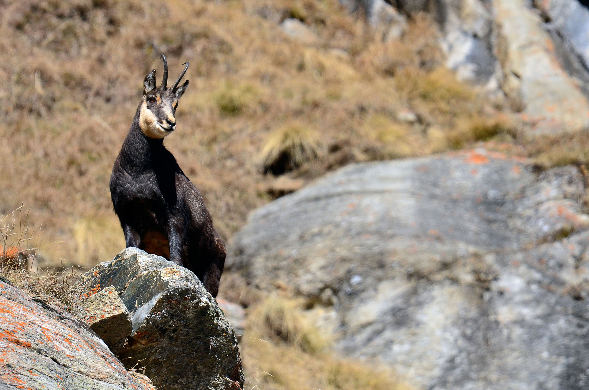Chamois