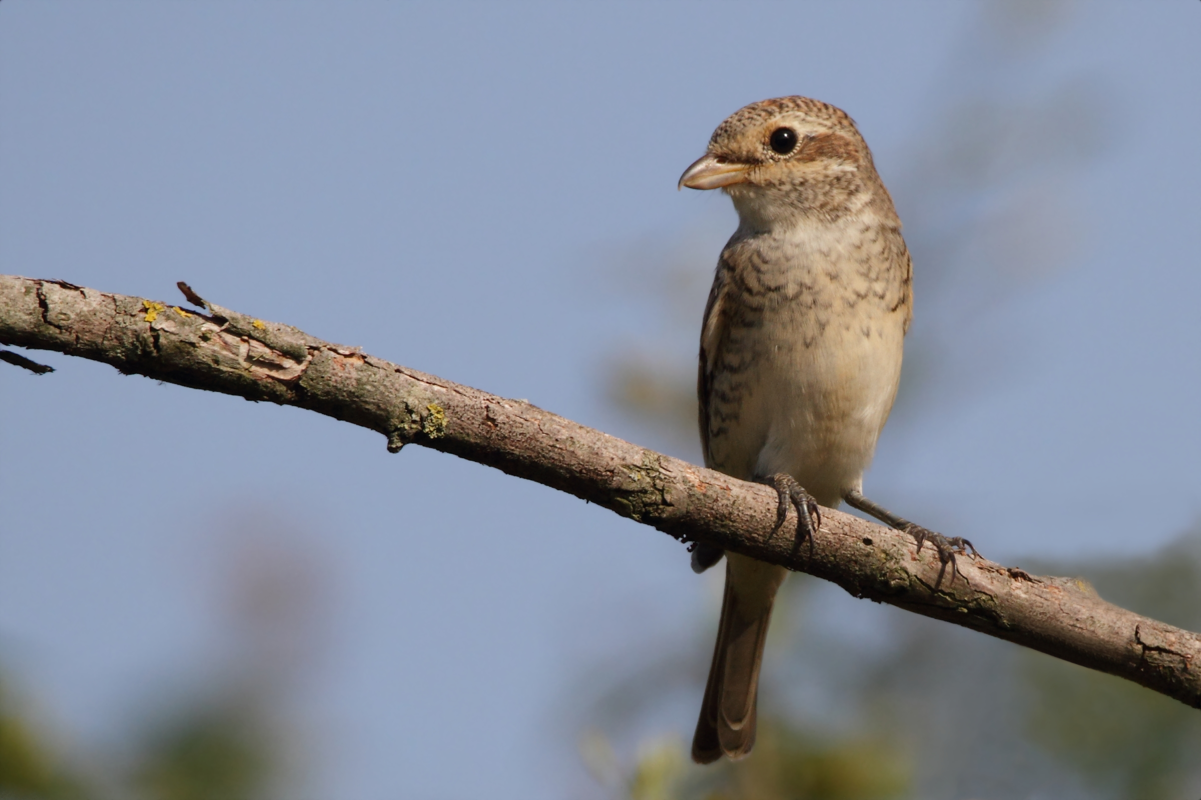 Averla Piccola (juv.)