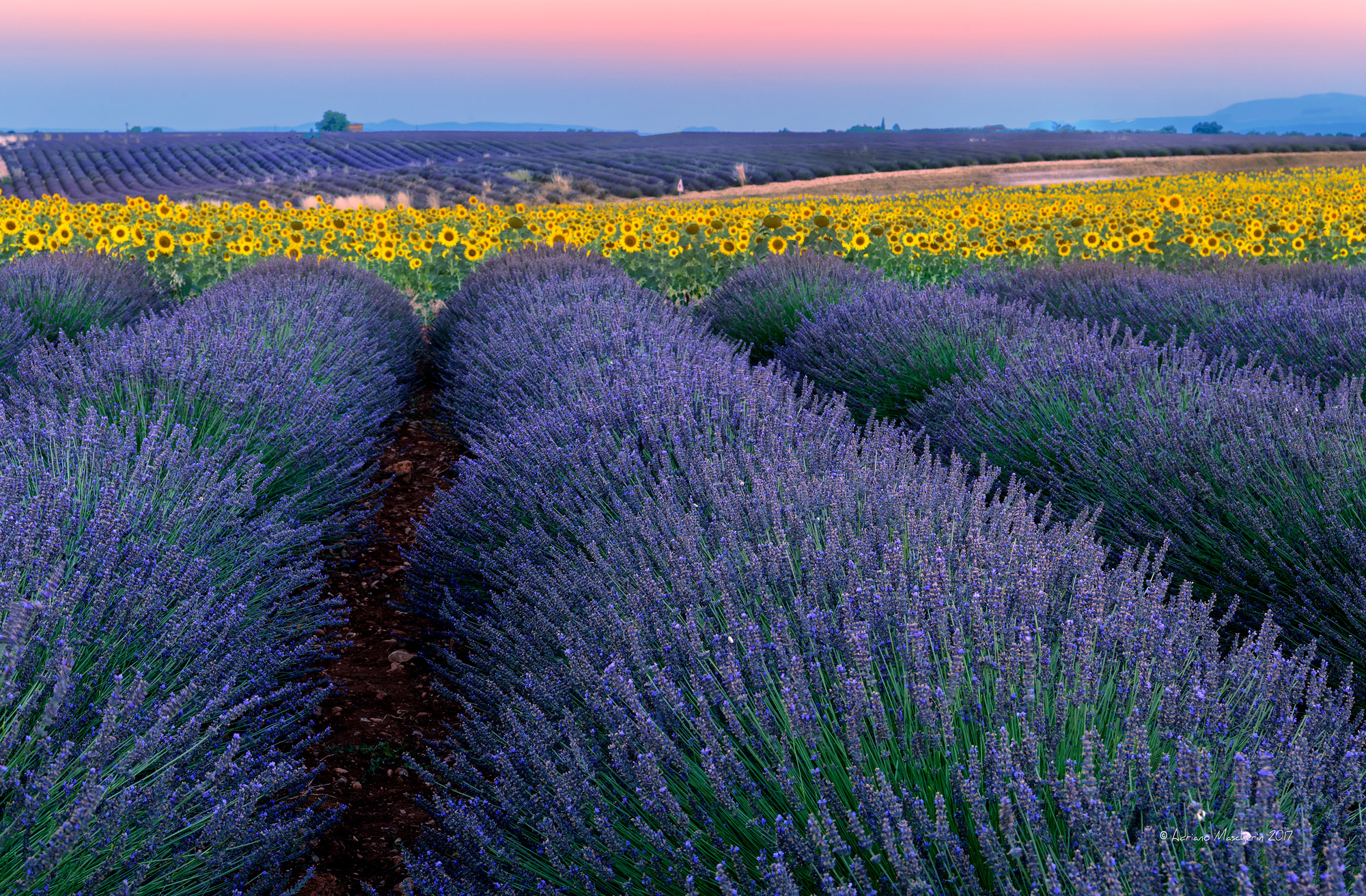 Lavender and sunflowers