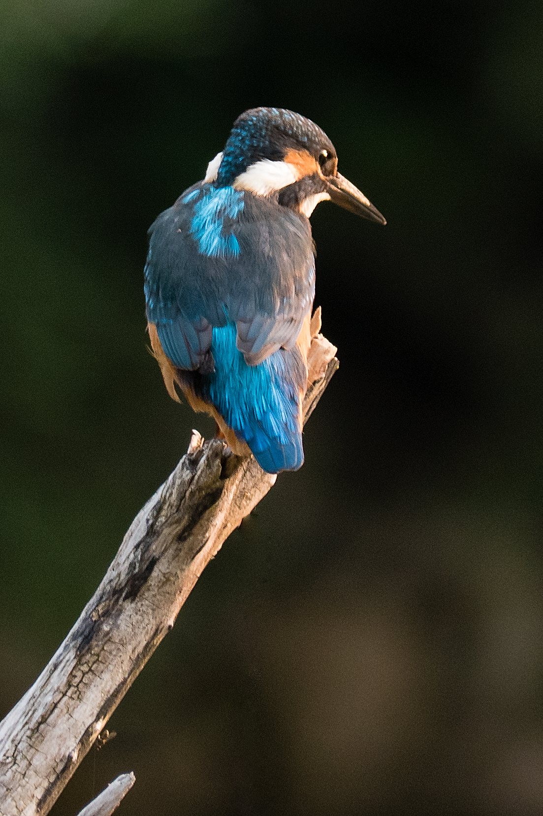 Kingfisher