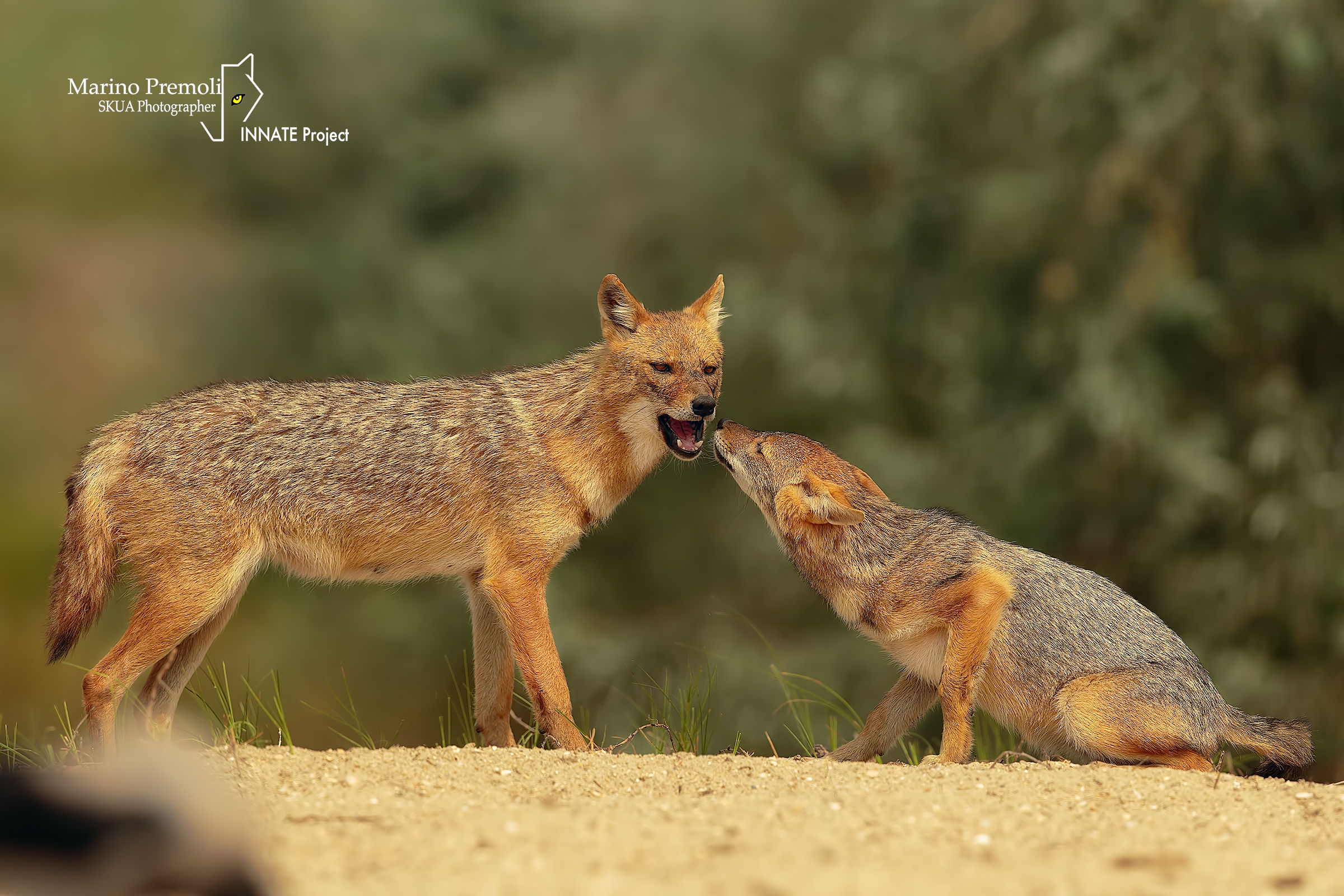 Golden jackal mother with puppy