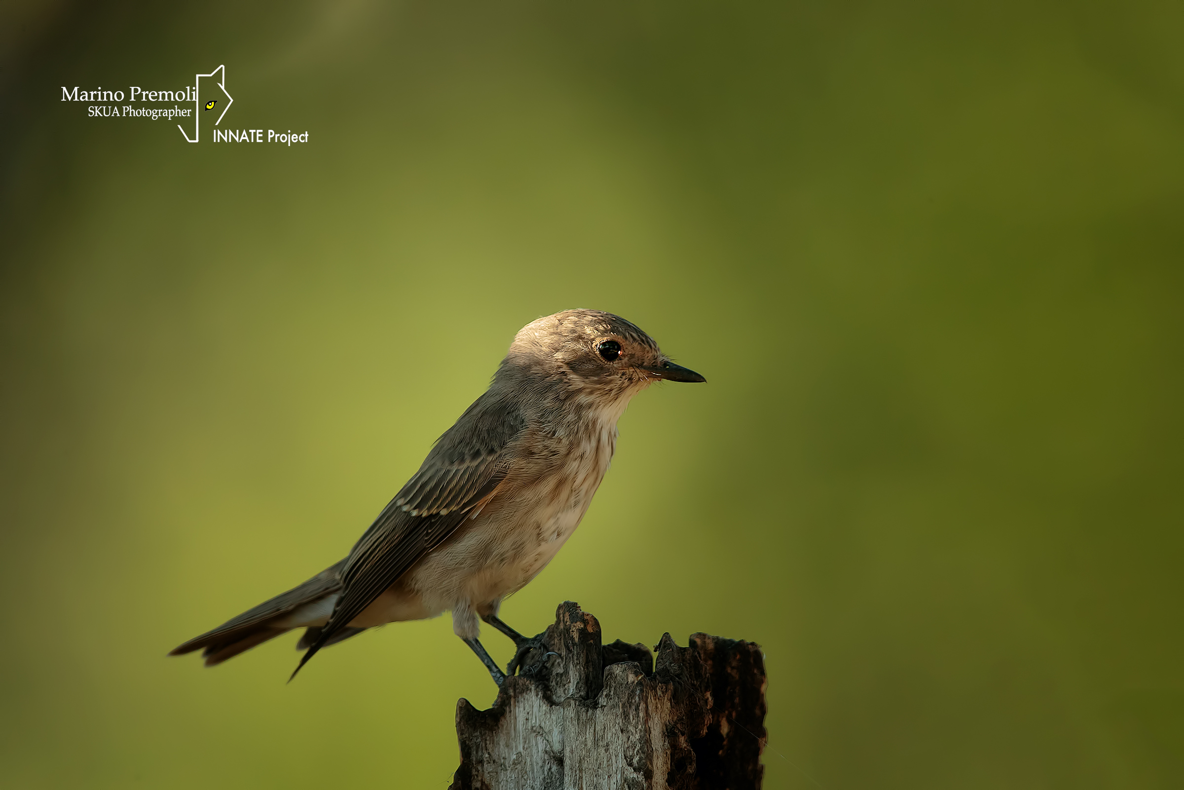 Flycatcher