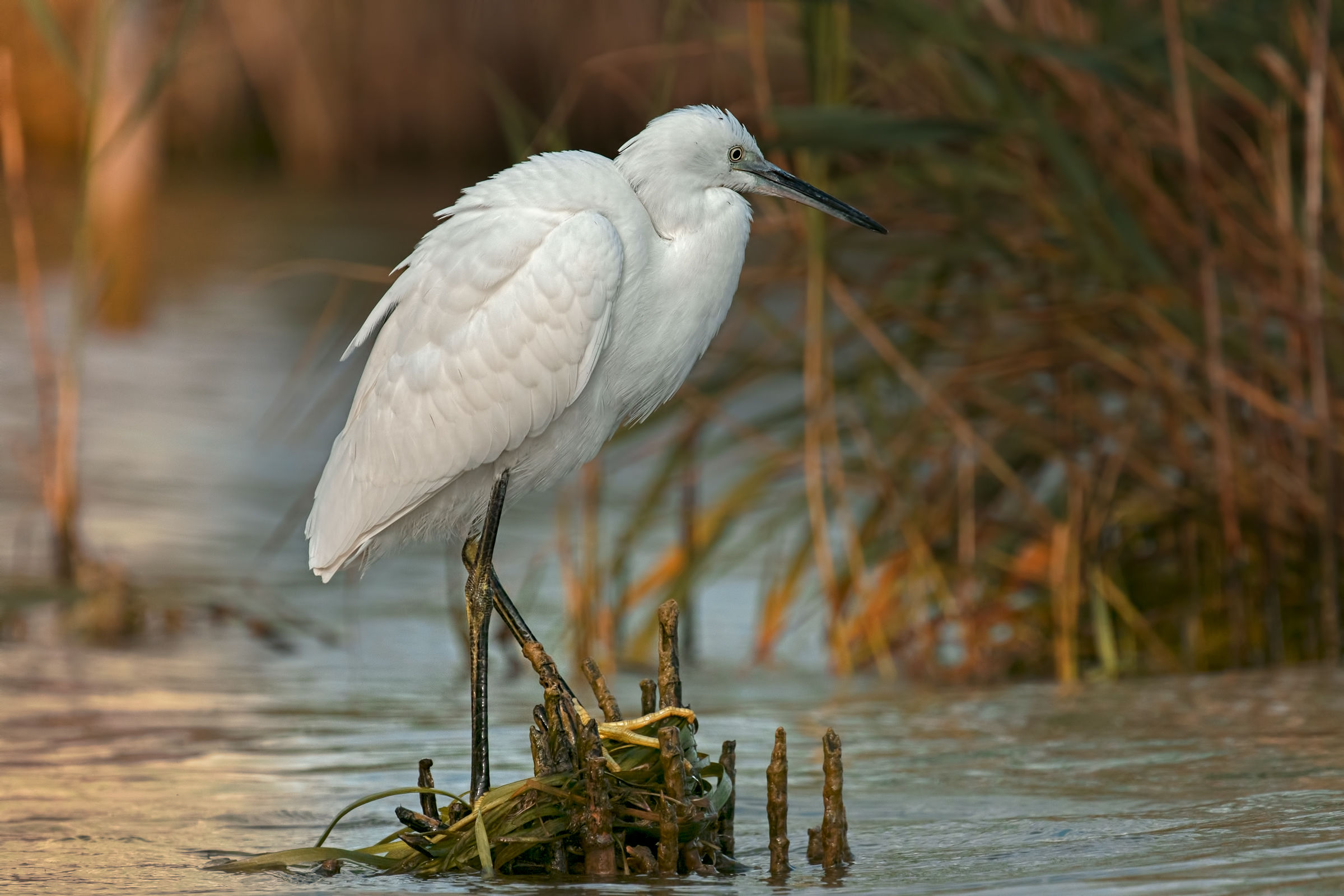 Garzetta (Egretta garzetta)
