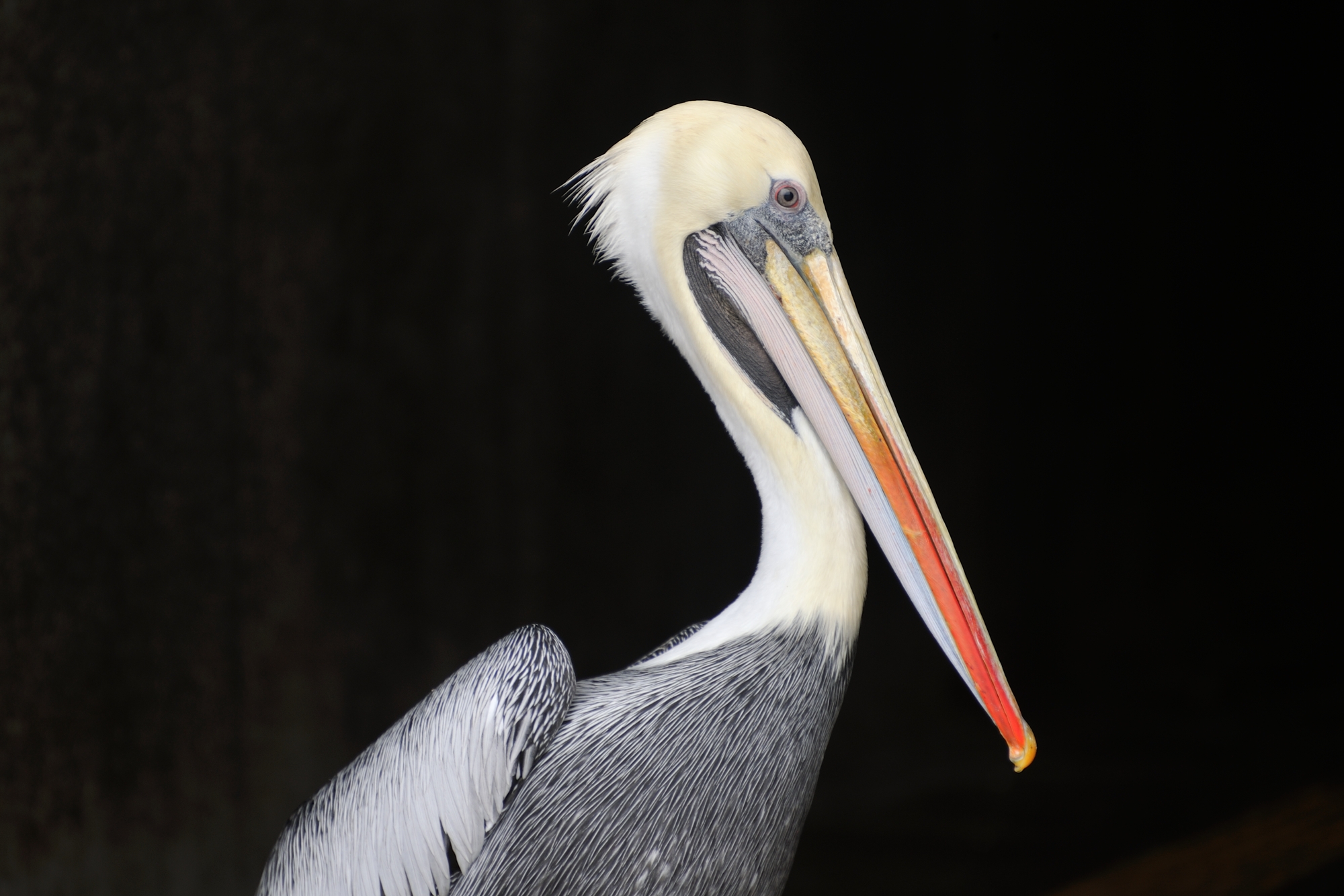 Pelicans - Ballestas Islands
