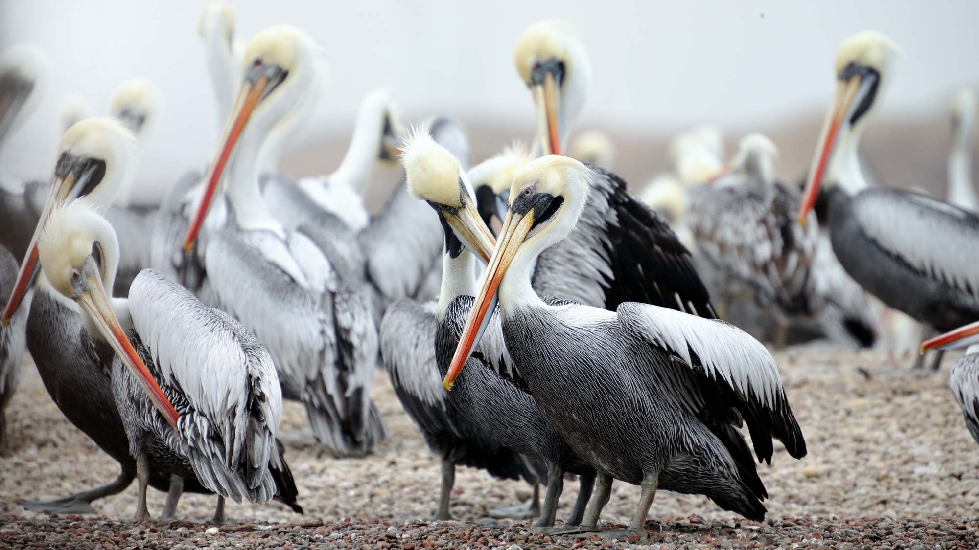 Pelicans - Ballestas Islands