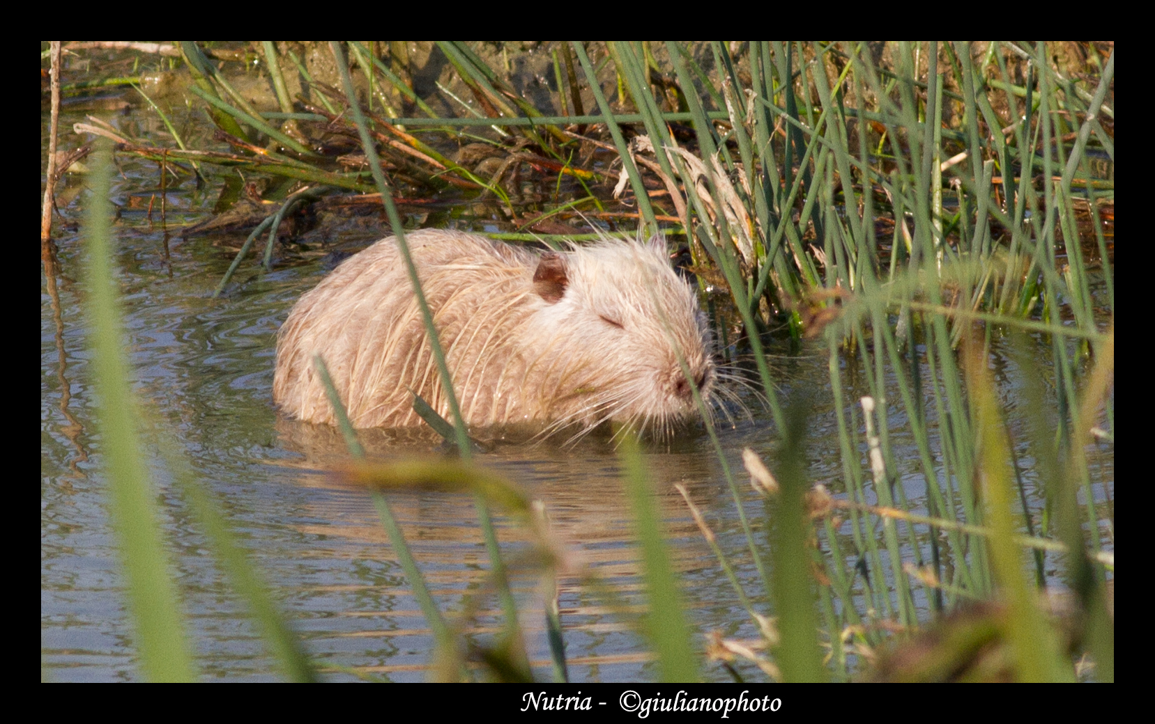 Nutria