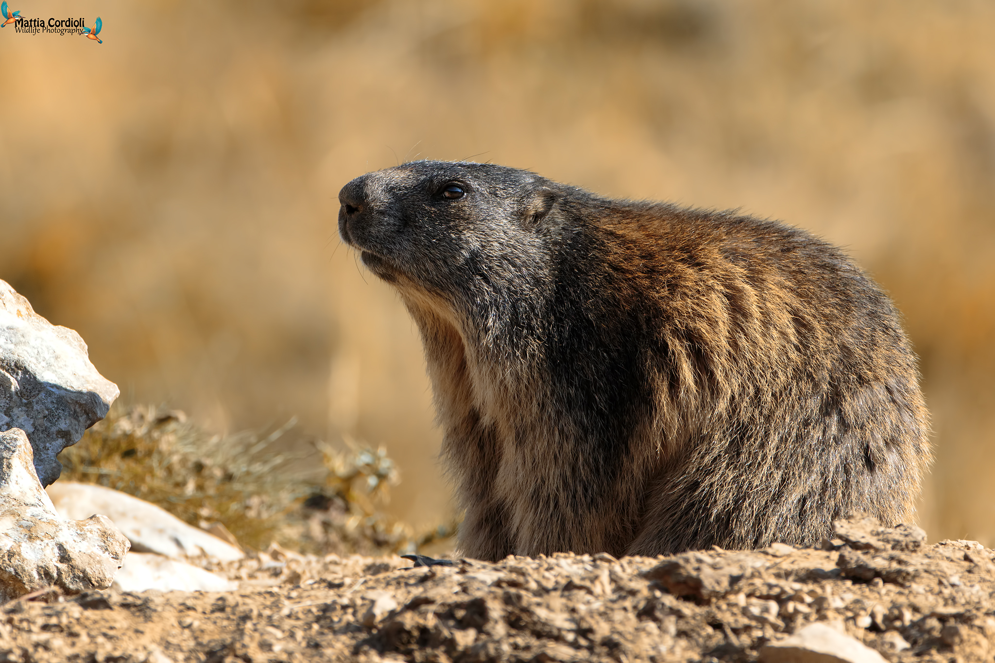Marmot at dawn