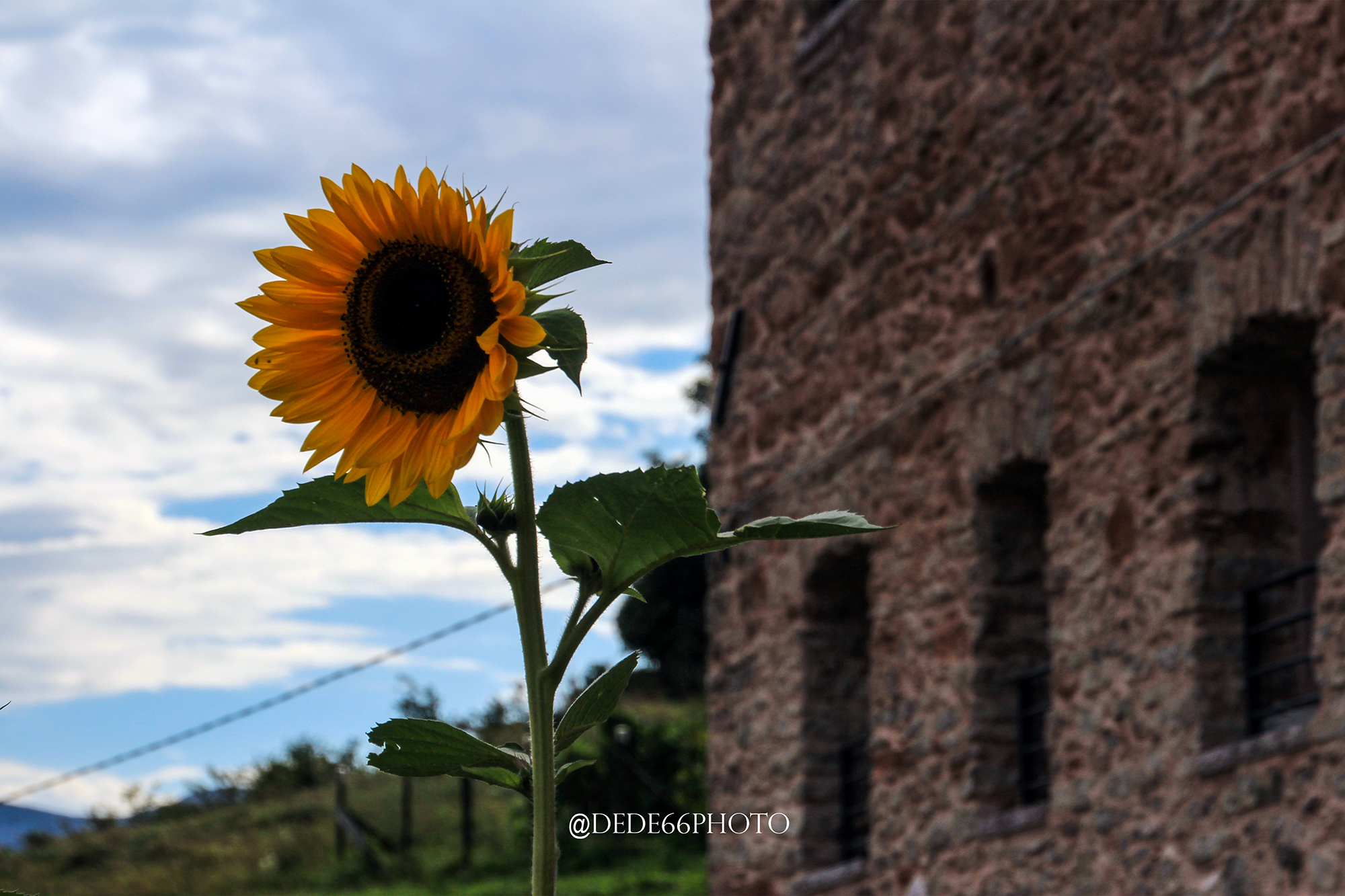 Mountain Sunflower