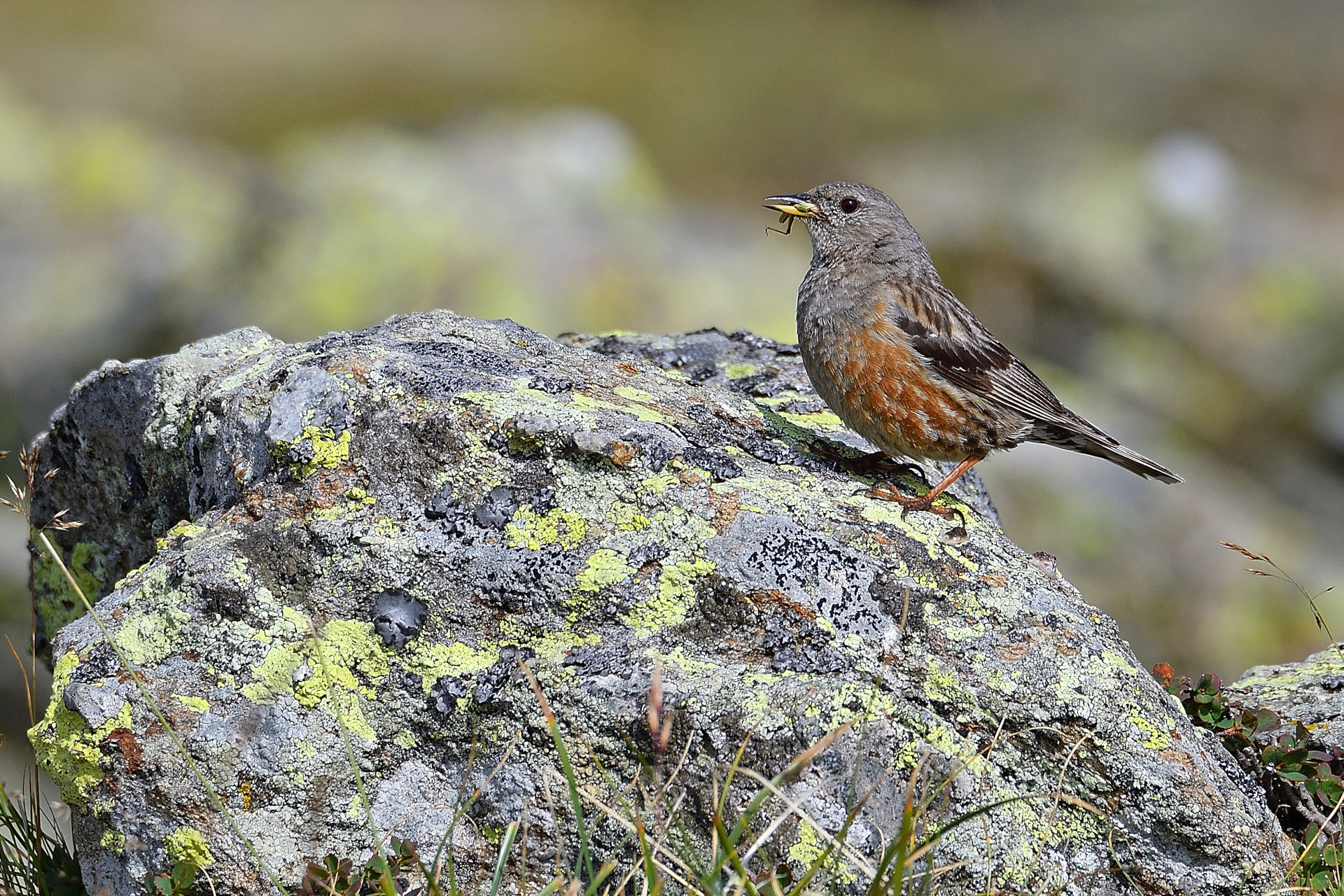 Accentor