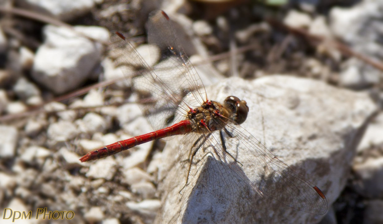 Libellula rossa o Simpetro Sanguineo