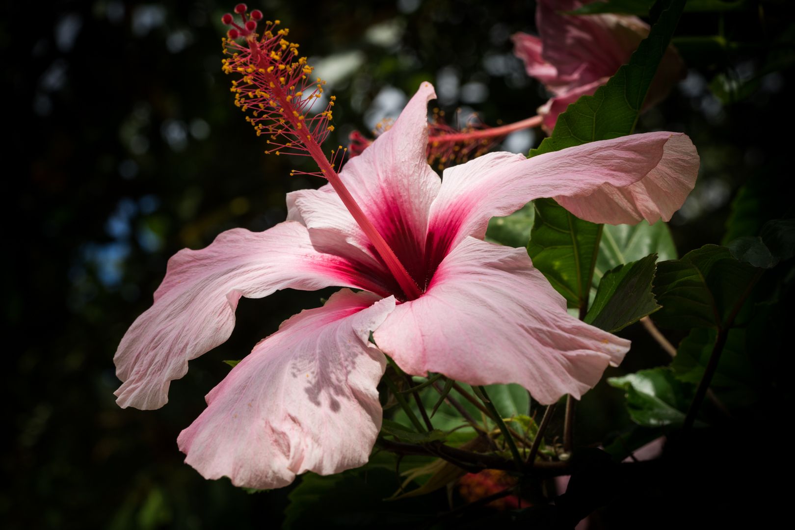 hibiscus