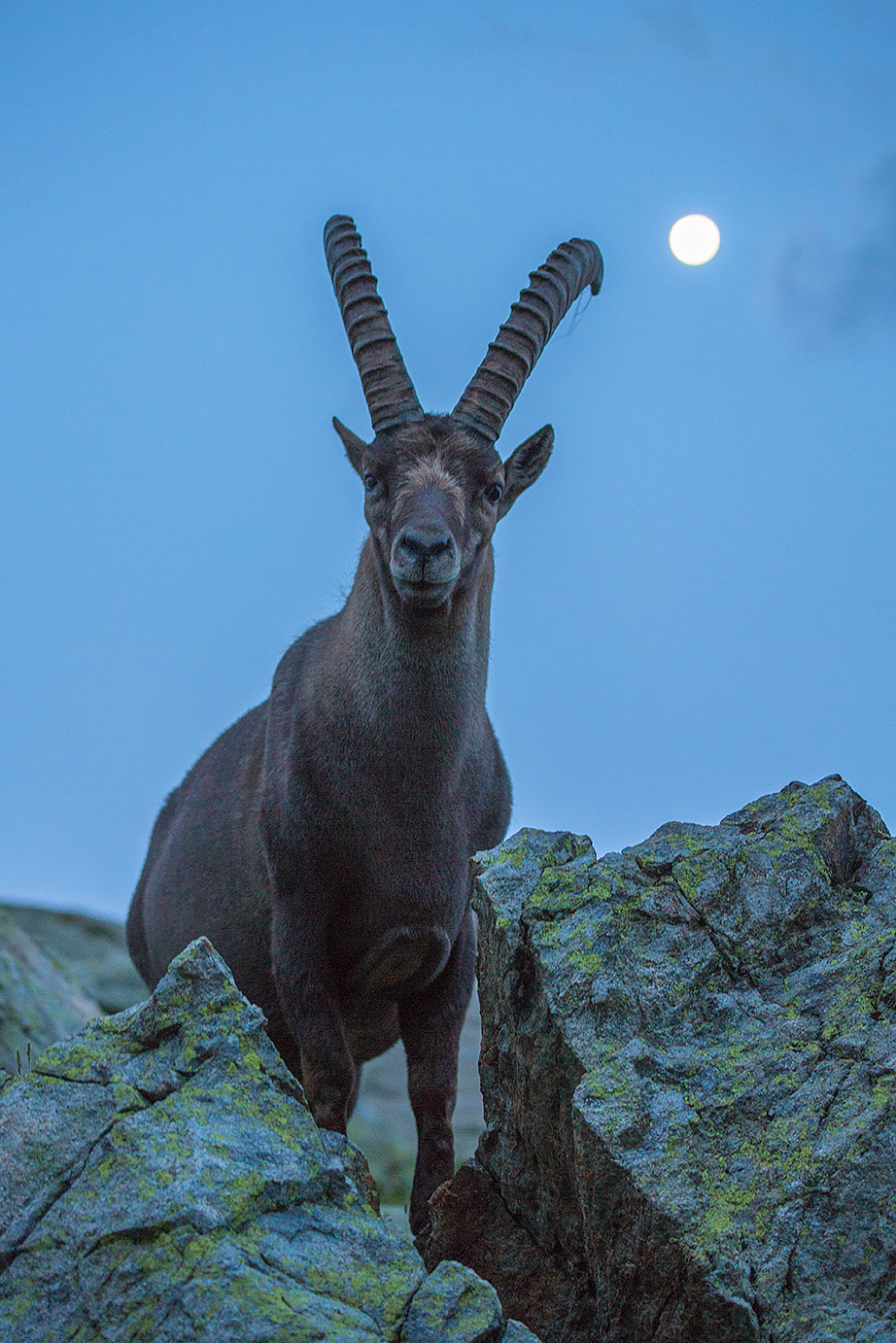Ibex