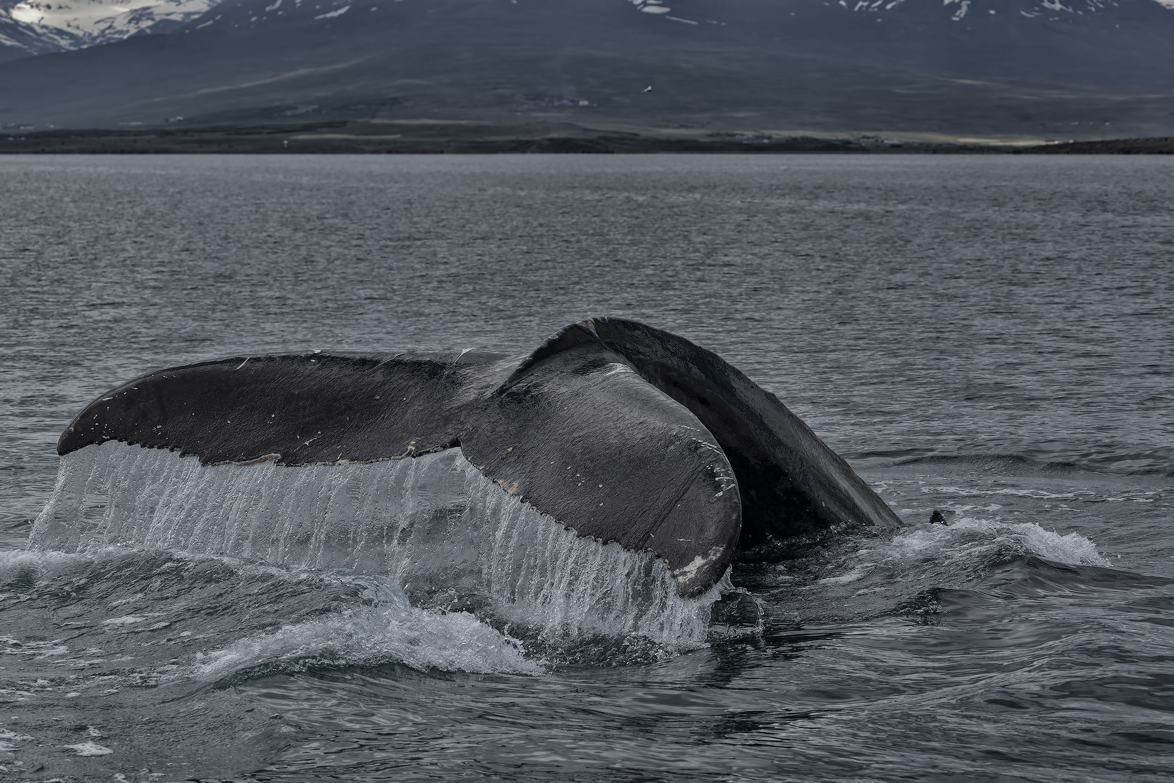 The hole of the humpback