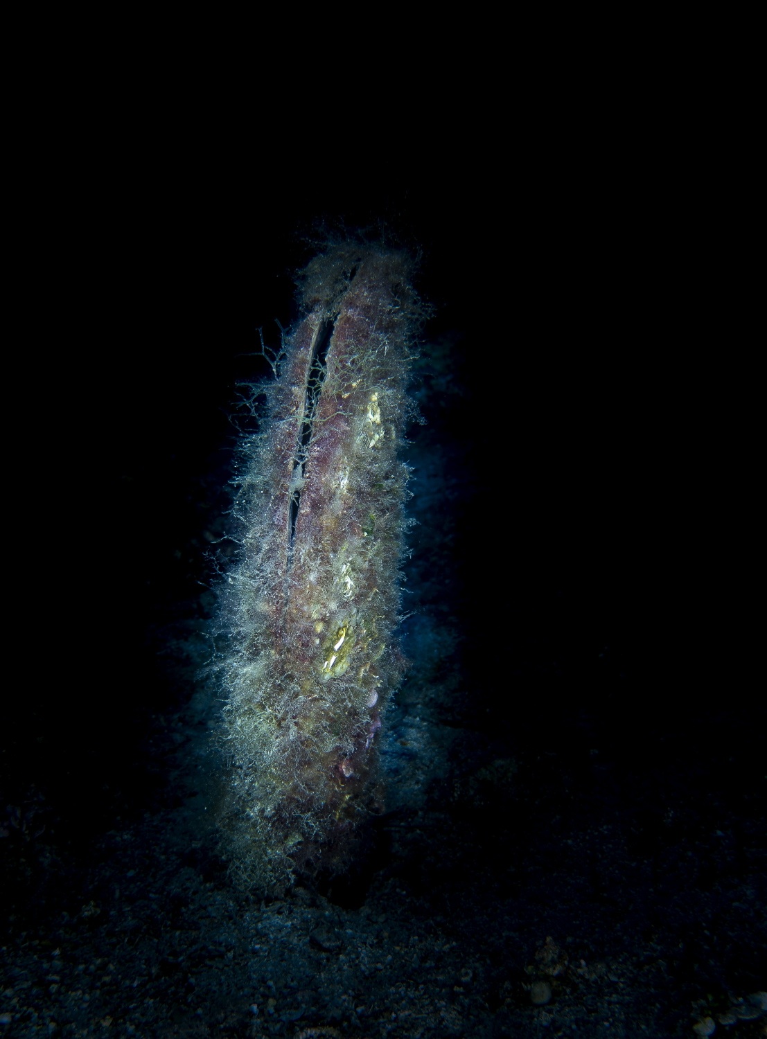 Pinna nobilis
