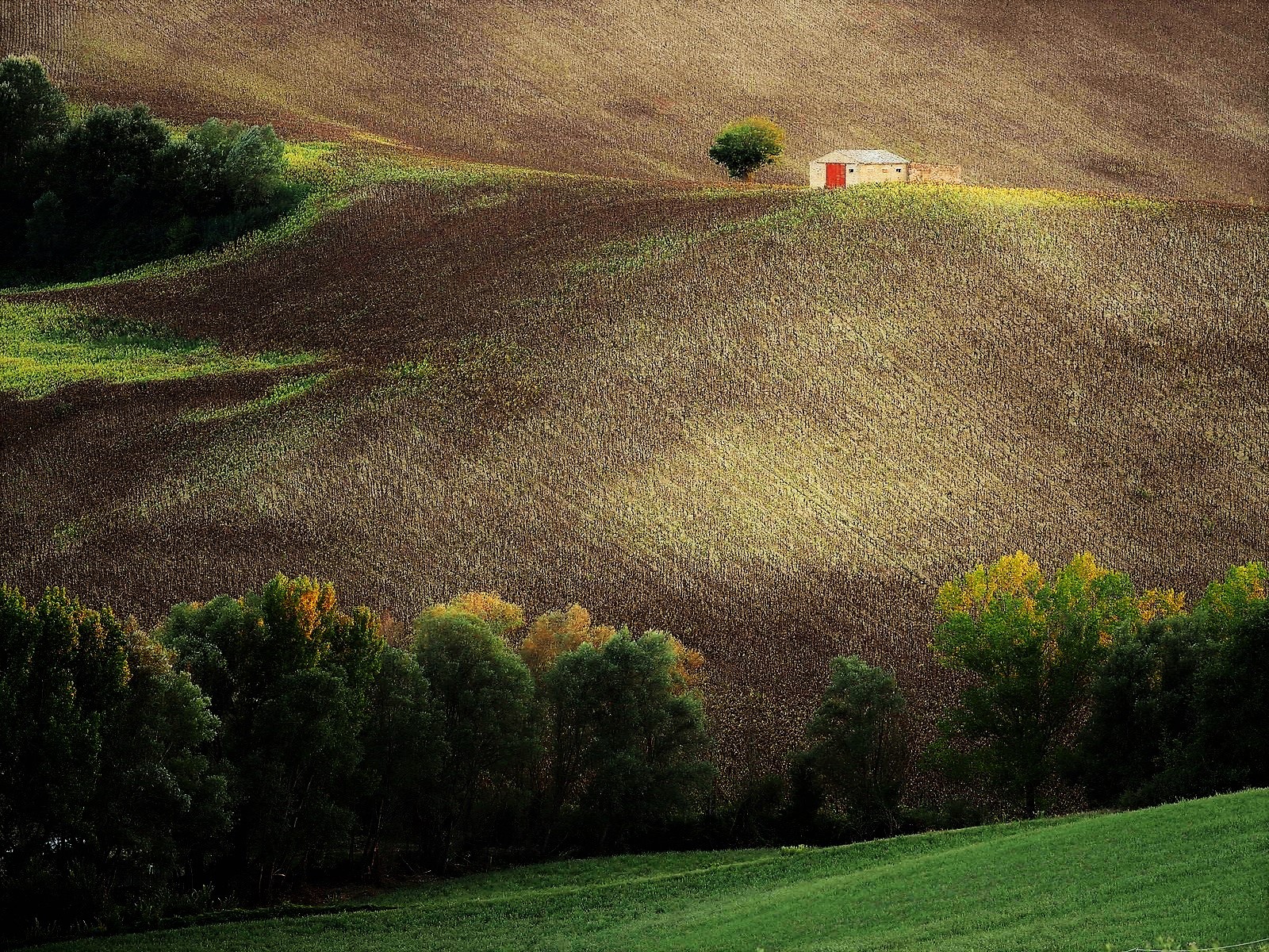 Rippled and sunburned sunflowers
