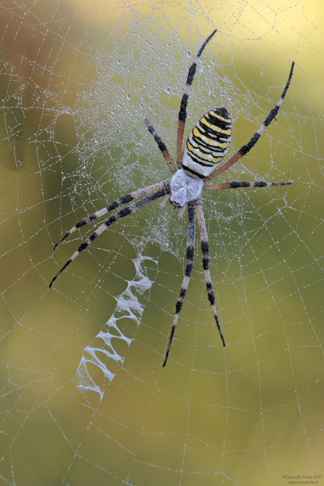 Argiope bruennichi