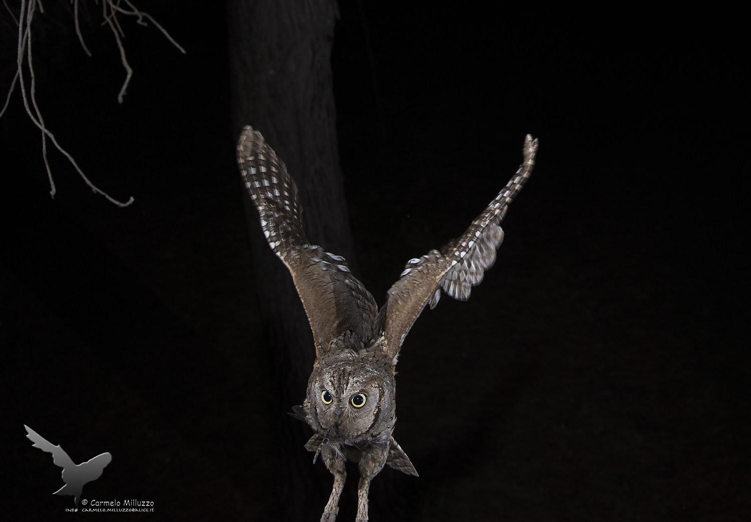 Assiolo with dragonfly _Otus scops_