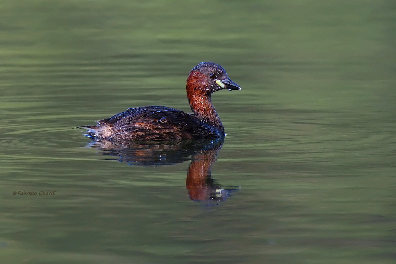 Tuff (Tachybaptus ruficollis)