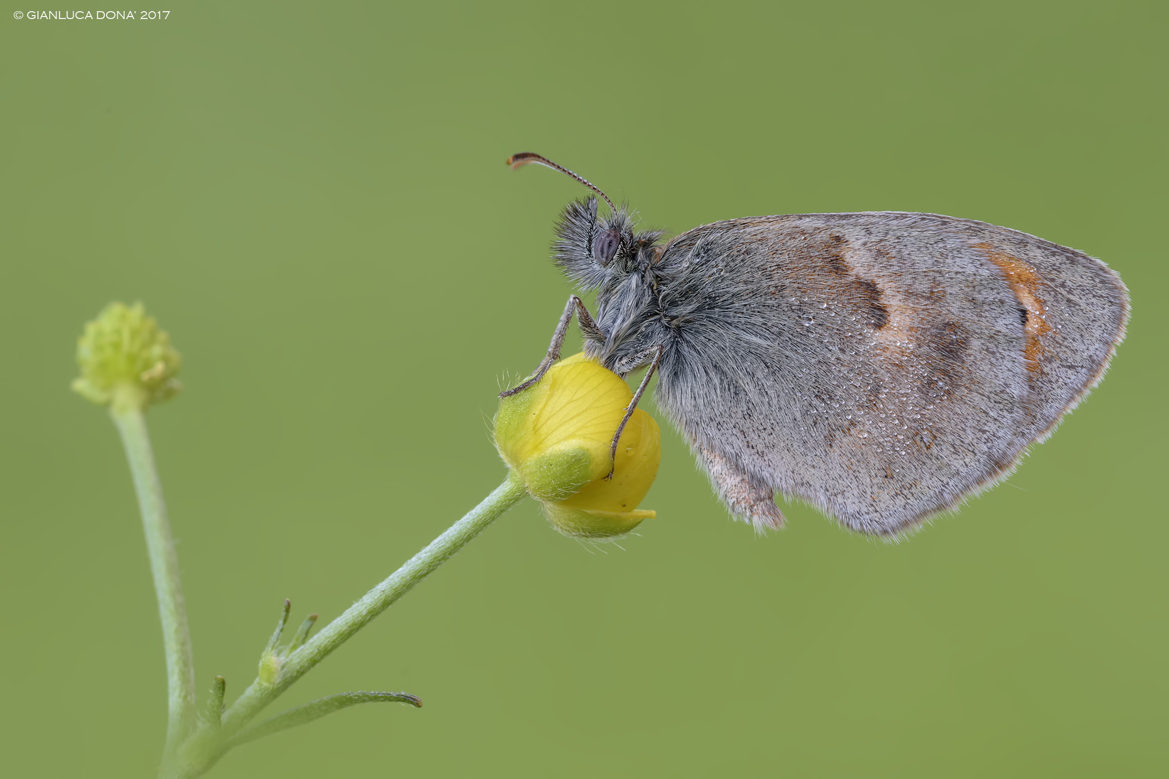 Coenonympha pamphilus L. 1758