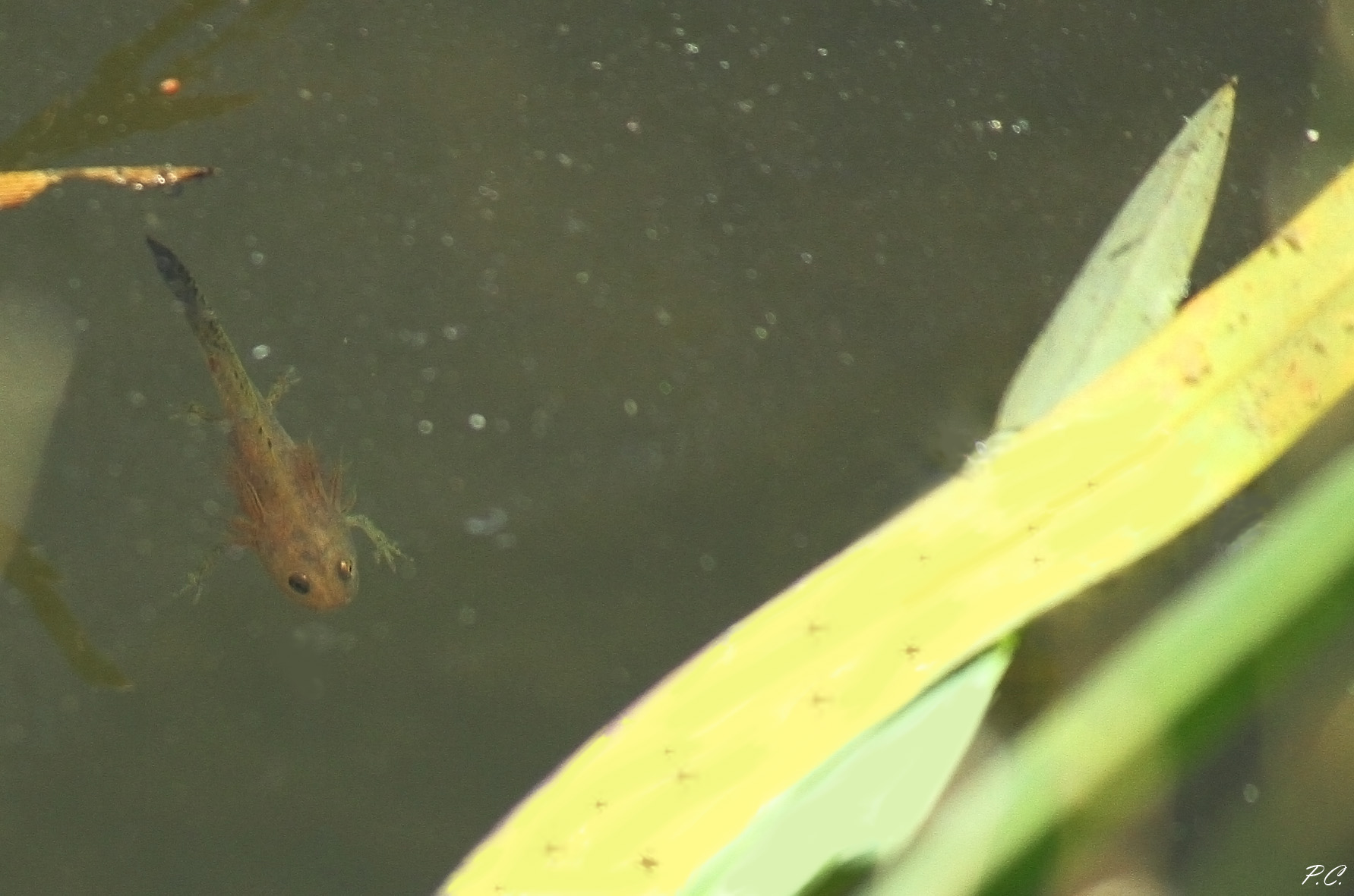 Tritone crestato italiano