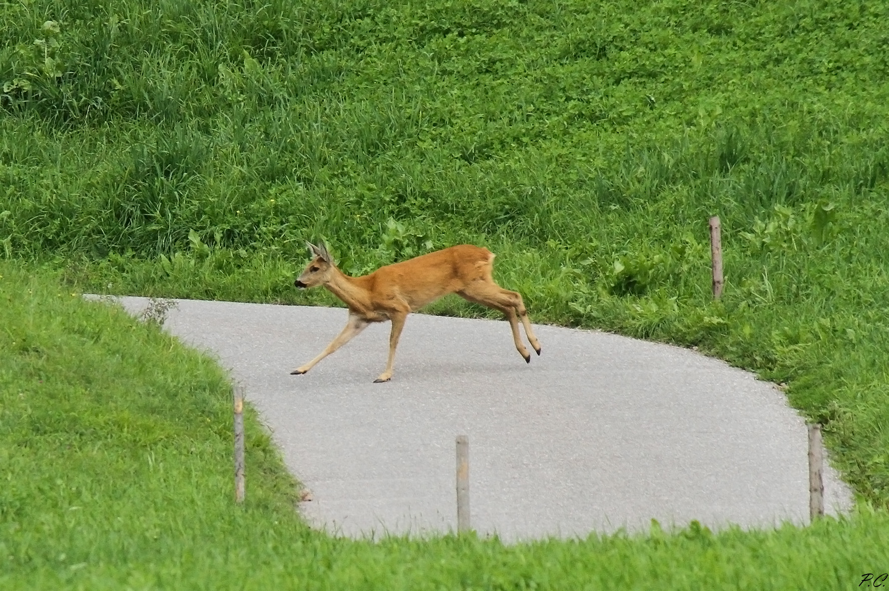 Careful crossing wild animals