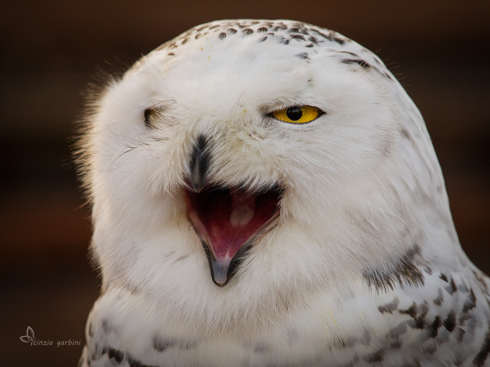 The owl of the nevi- portrait