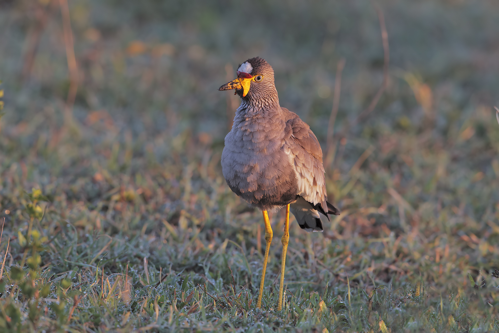 Pavoncella dai bargigli