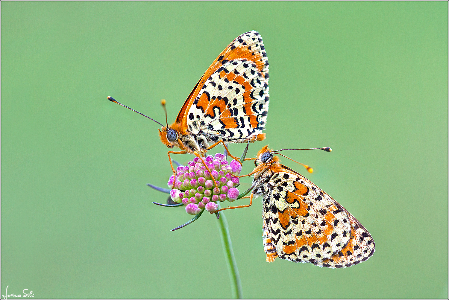 Melitaea couple