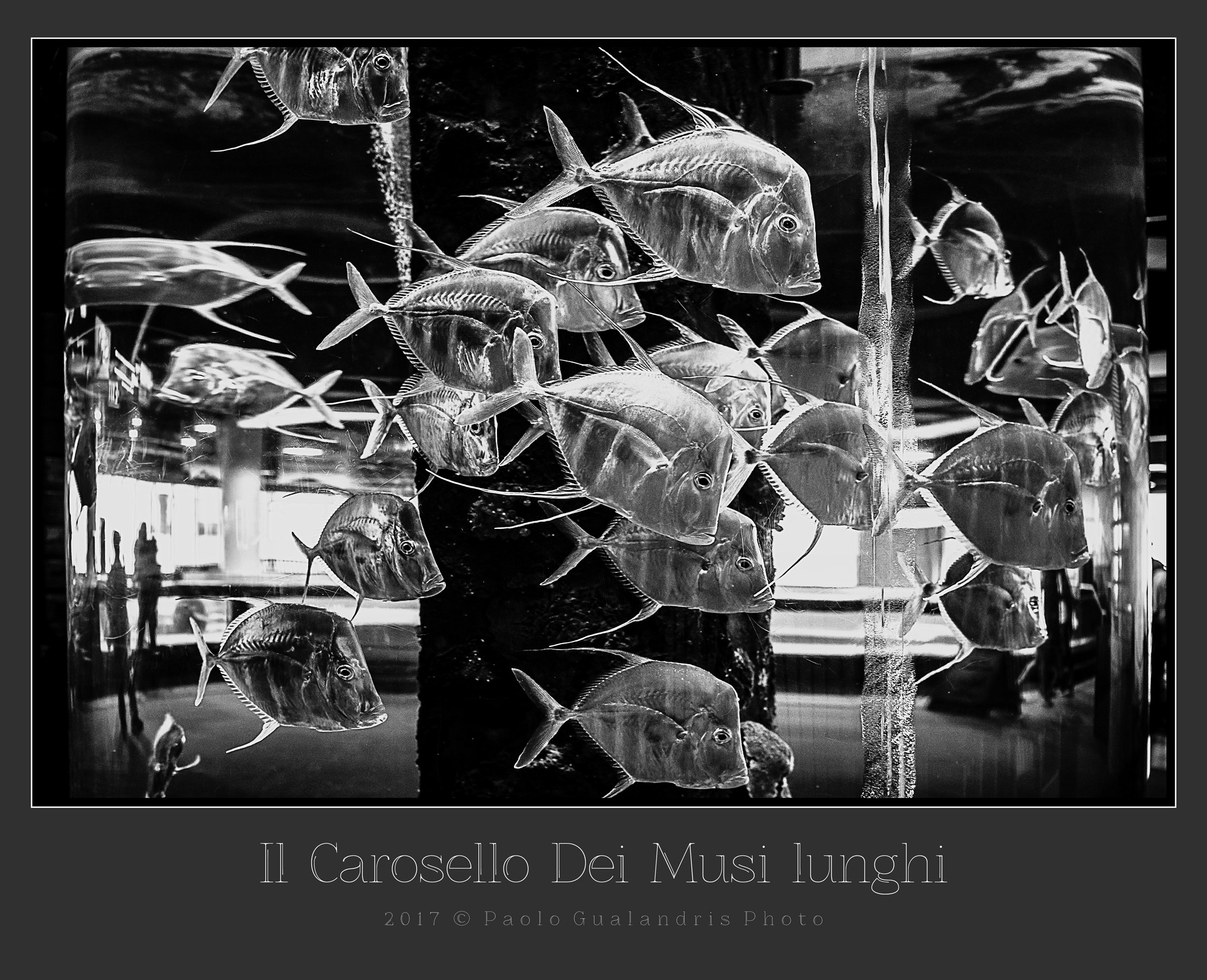 Il Carosello Dei Musi Lunghi