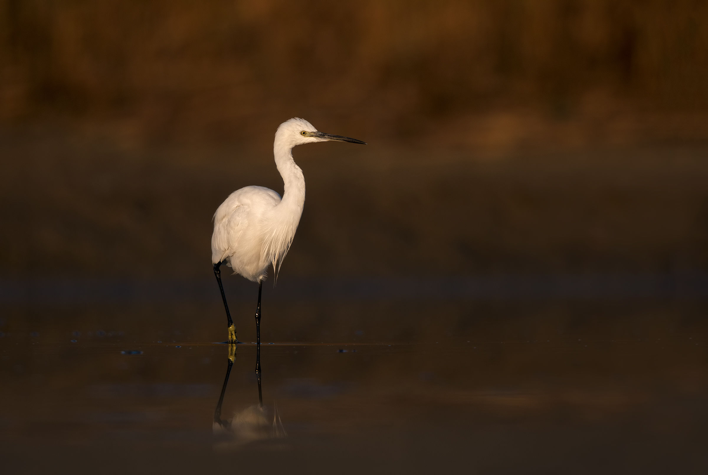 Egret