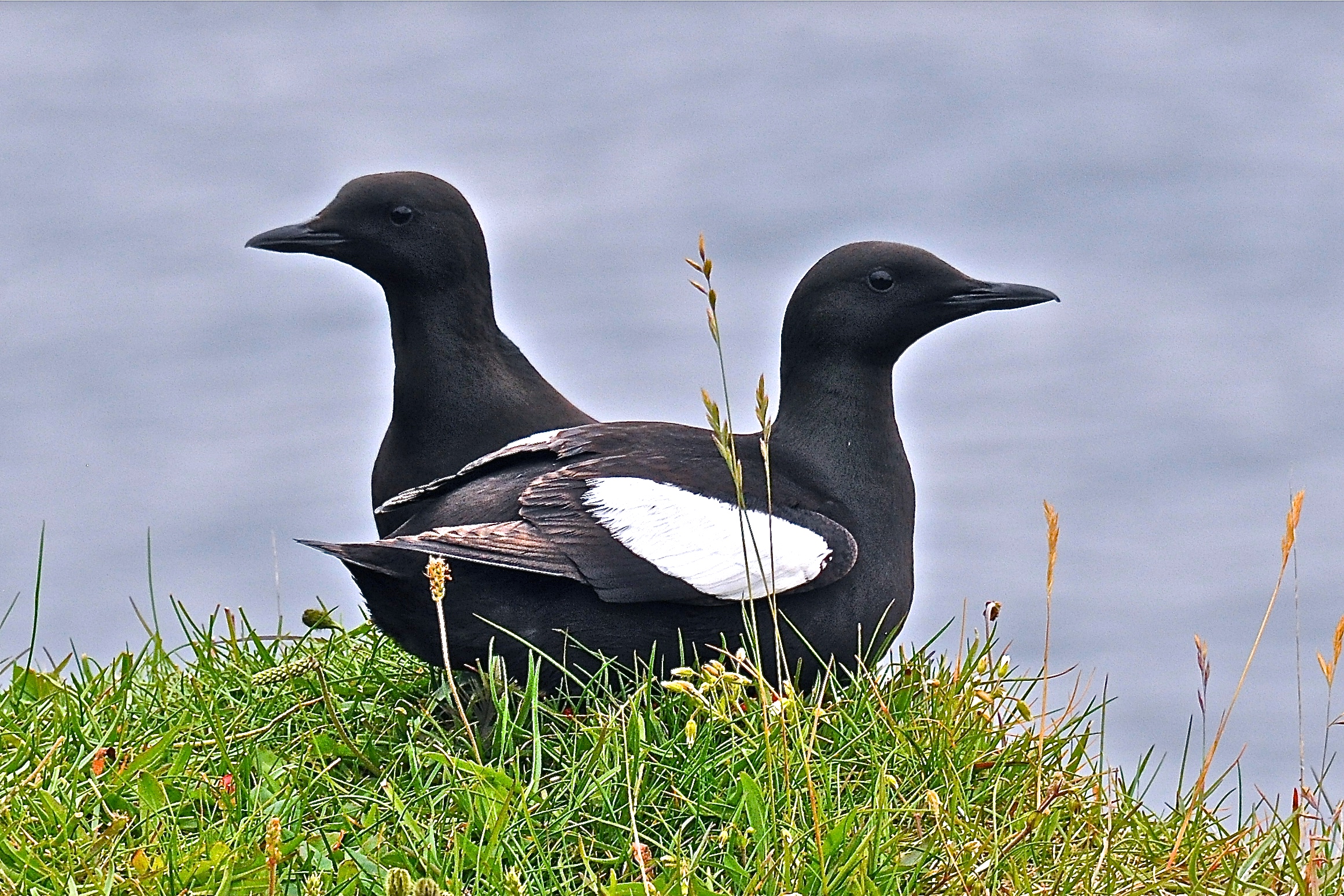 Black urge flatey island. Western island