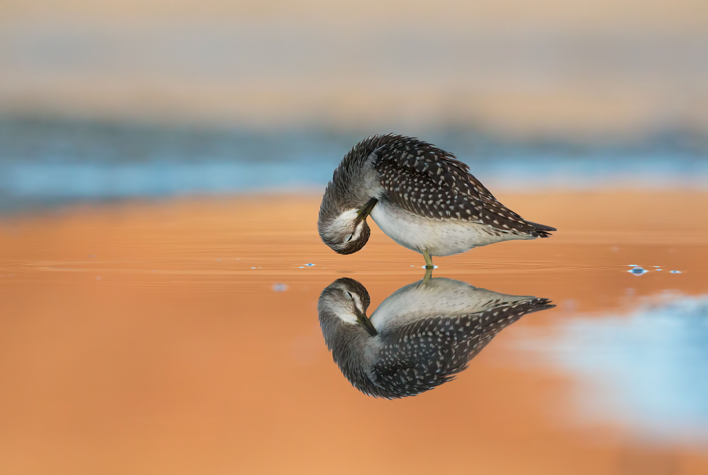 The light I love (woodcock)