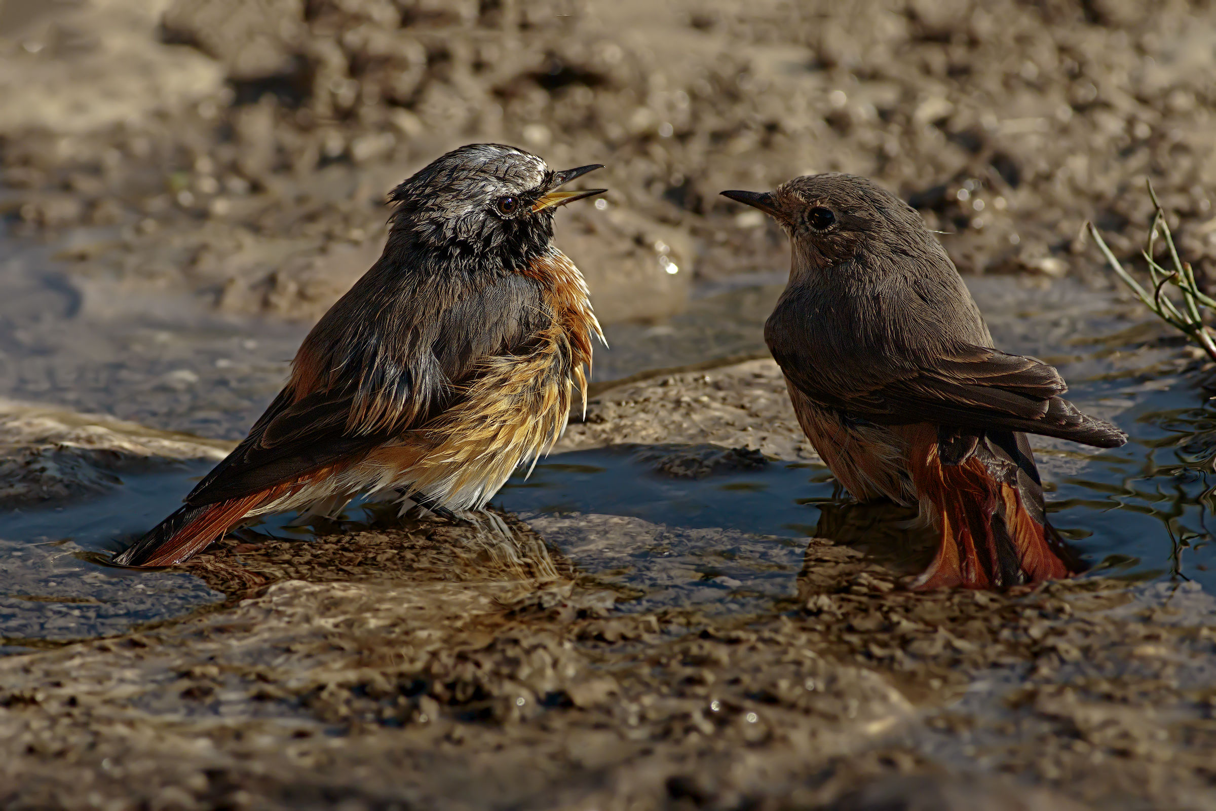 Climb to the bathroom