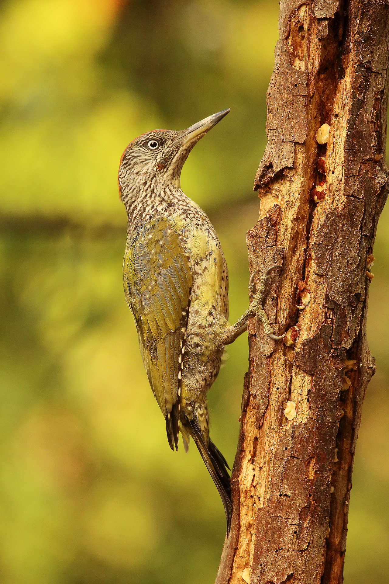 picchio verde giovane