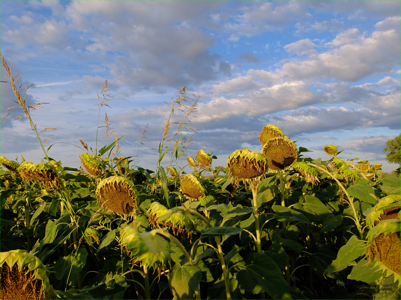 Sunflowers in Class Beach (Ra.)