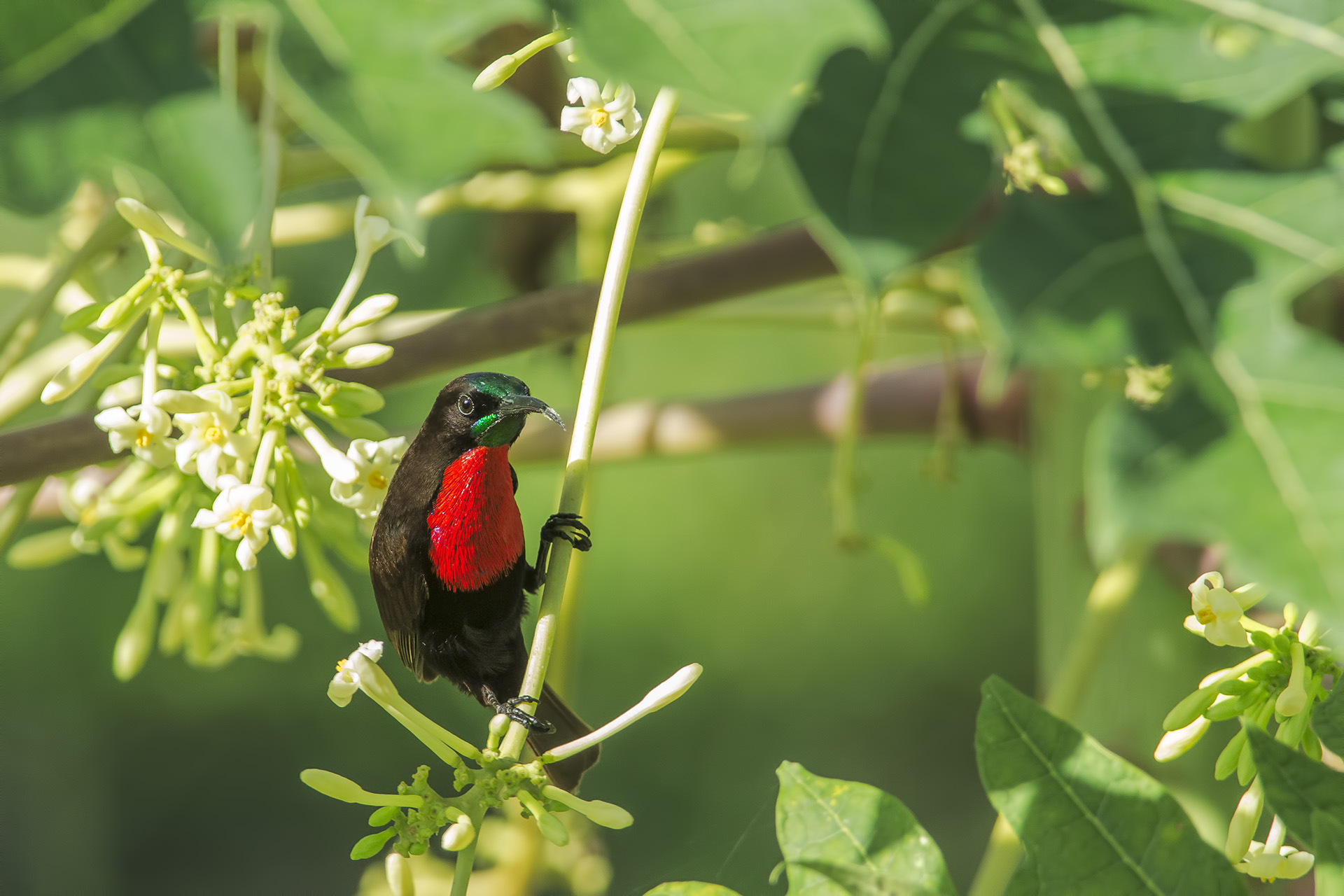 Chalcomitra senegalensis (Nettarinia pettoscarlatto)