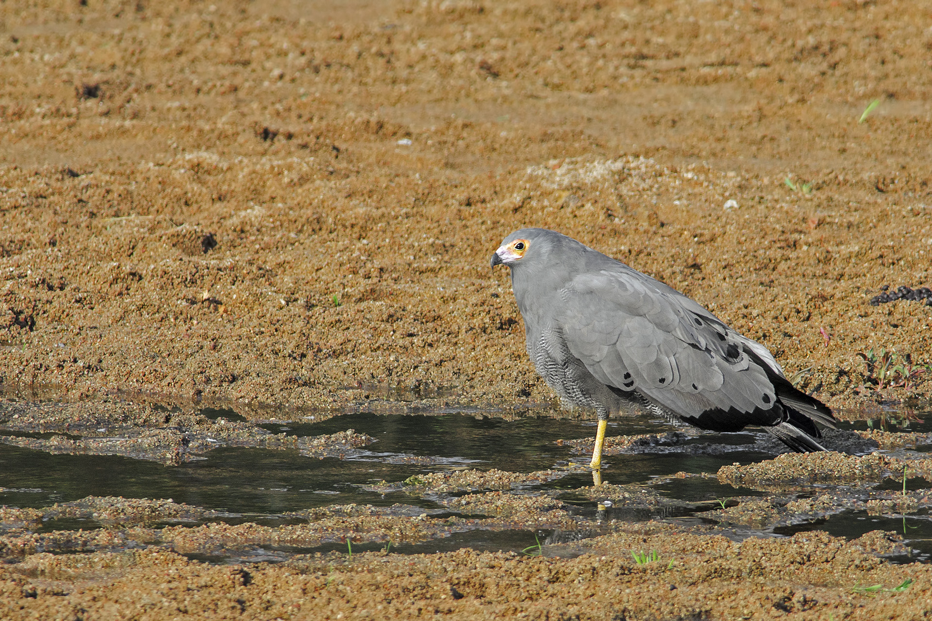 Madagascar Harrier-Hawk (Sparviero serpent. Madagascar)