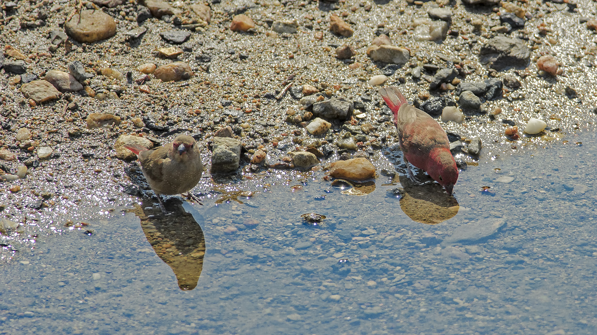 Red-billed Firefinch (Amaranto beccorosso)