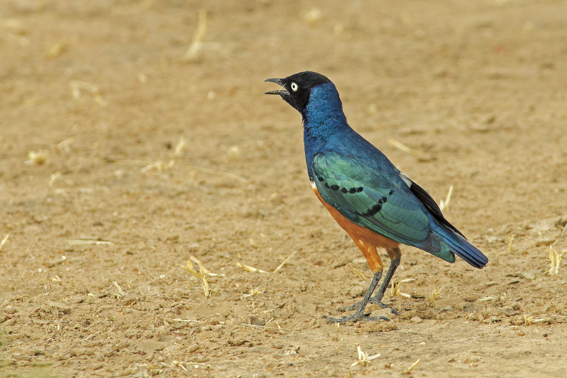 Superb Starling (Stunning Gorge)