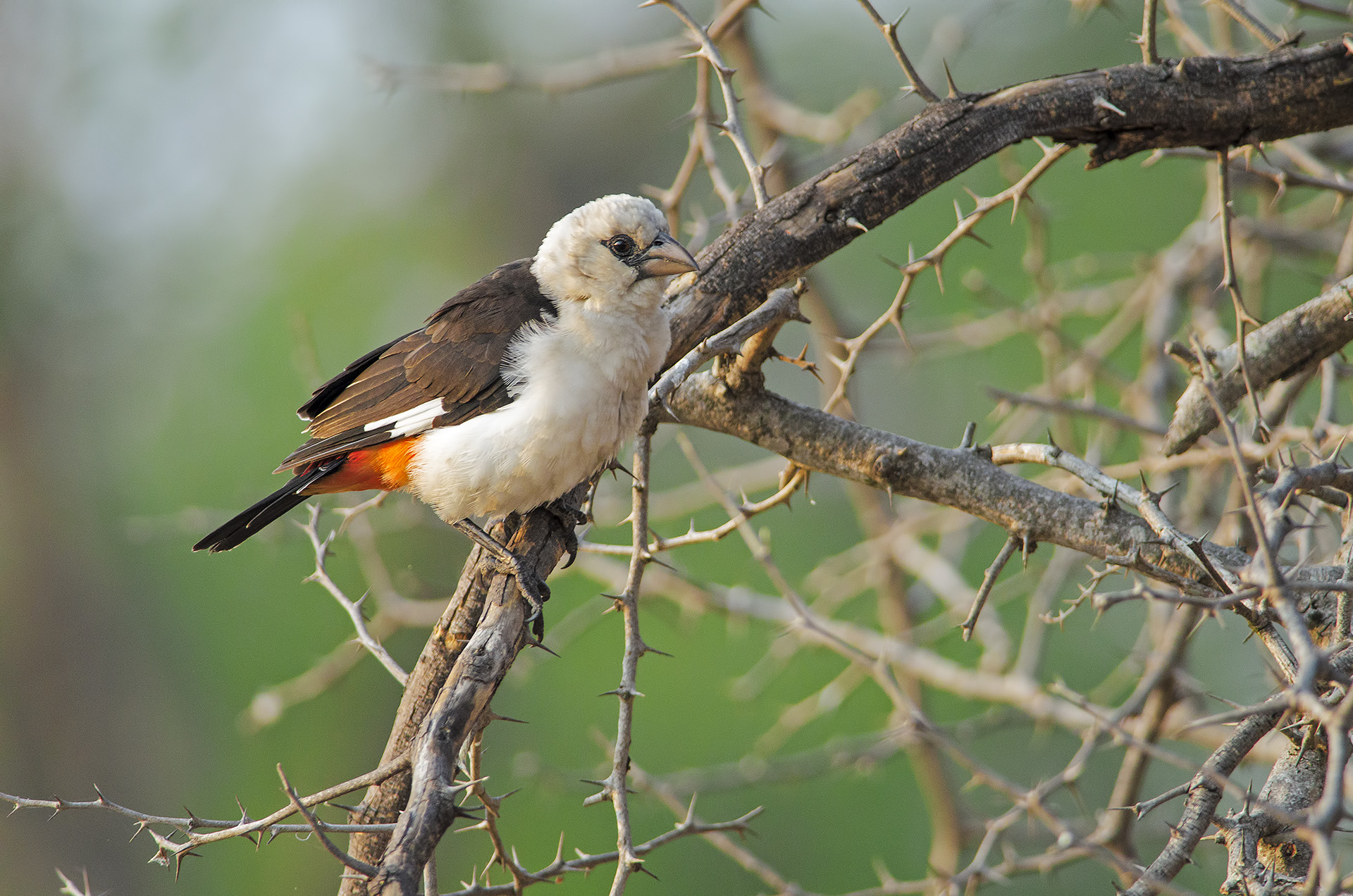 White-headed Buffalo-Weaver (Buffalo Tailer)