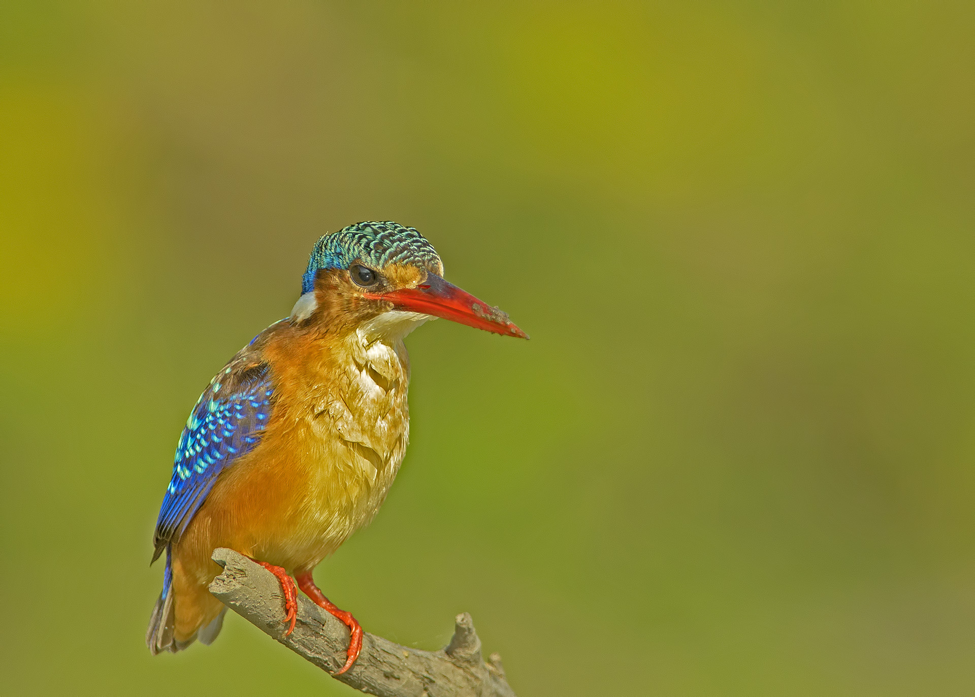 Corythornis Cristatus (Martin pescatore malachite)