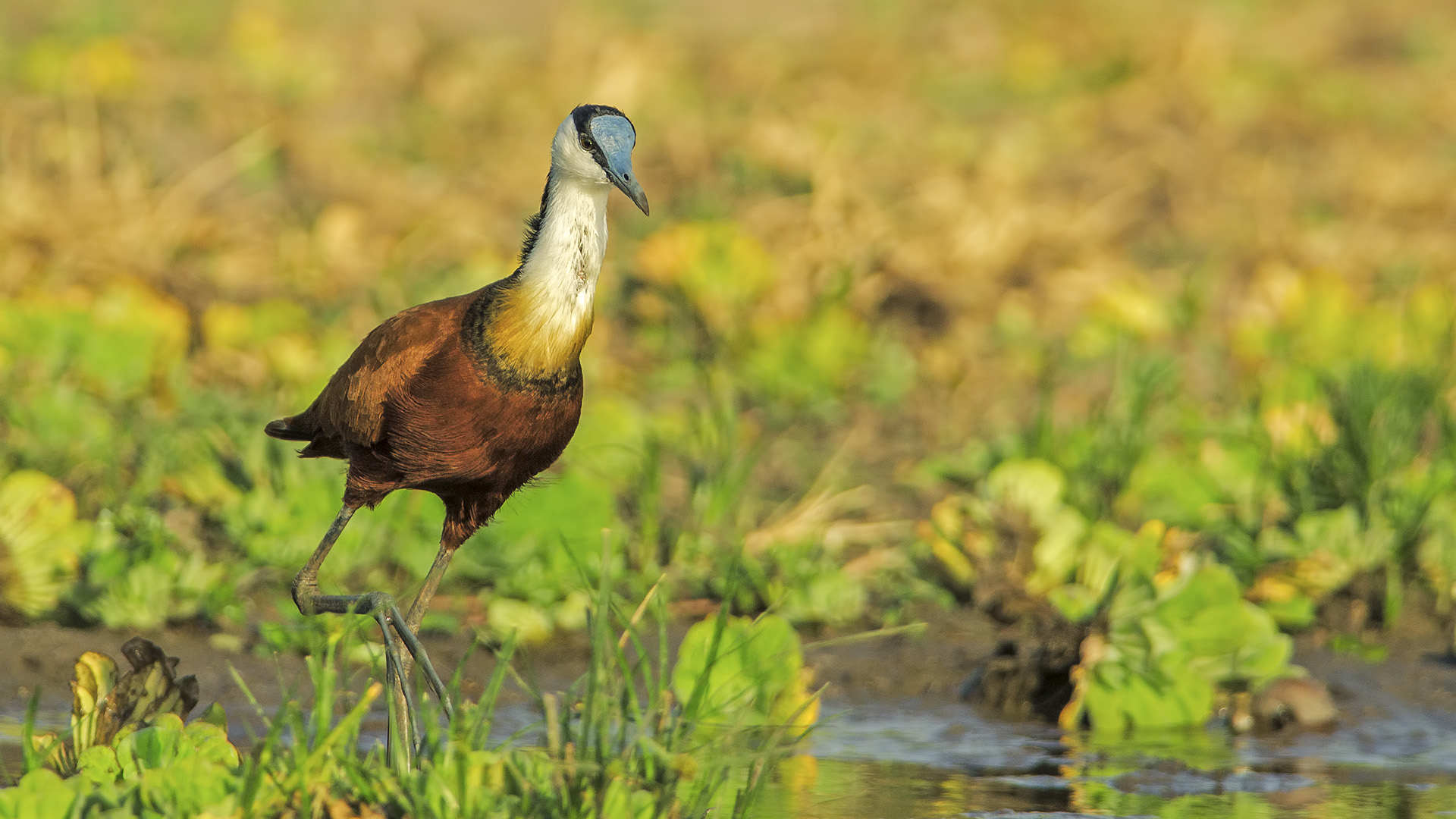Actophilornis africanus (Jacana africana)