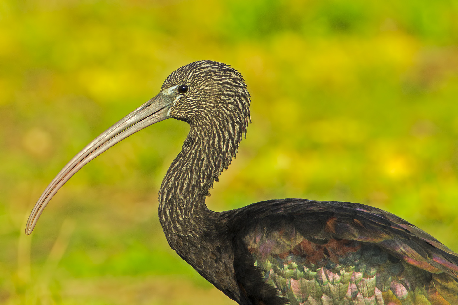 Plegadis falcinellus (Glossy Ibis)
